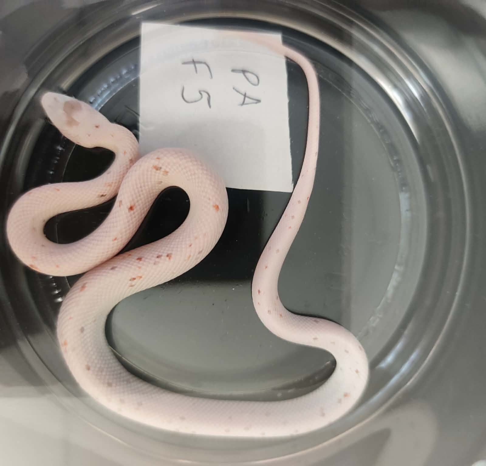 Pantherophis guttatus "Palmetto 100% het.anery" Femelle 2026 Nom : MILINIA