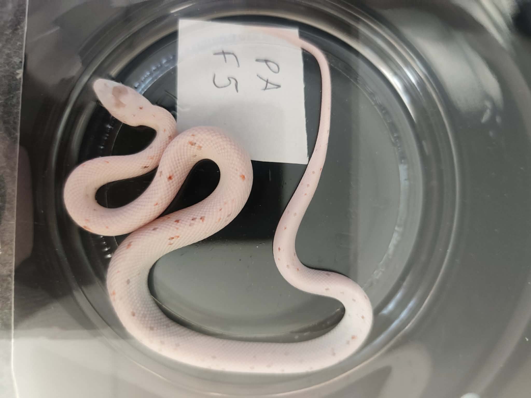 Pantherophis guttatus "Palmetto 100% het.anery" Femelle 2026 Nom : MILINIA