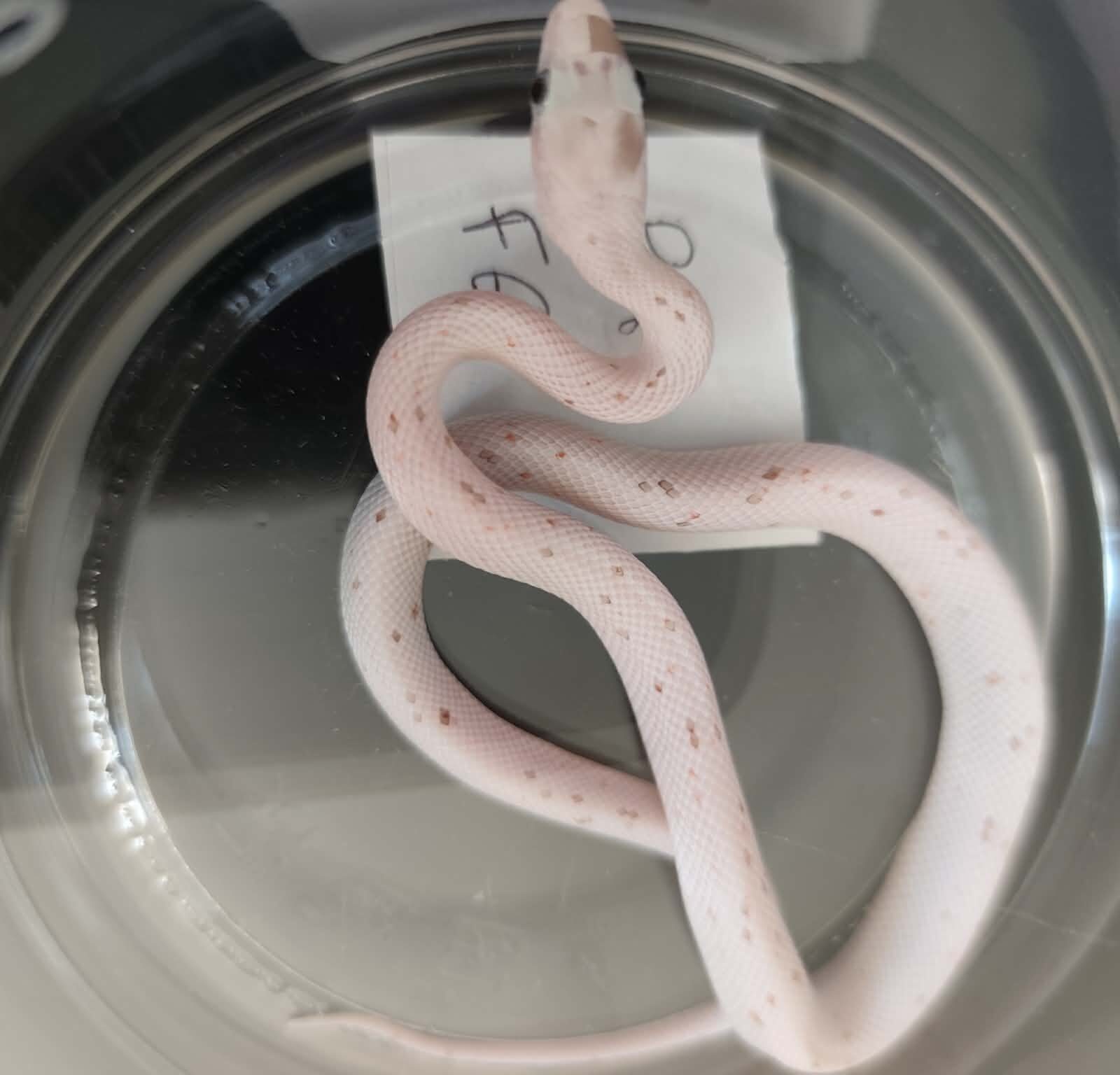 Pantherophis guttatus "Palmetto 100% het.anery" Femelle 2026 Nom : FIZILA
