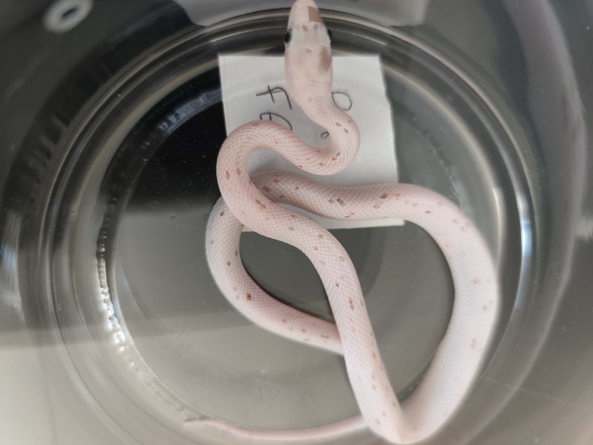 Pantherophis guttatus "Palmetto 100% het.anery" Femelle 2026 Nom : FIZILA