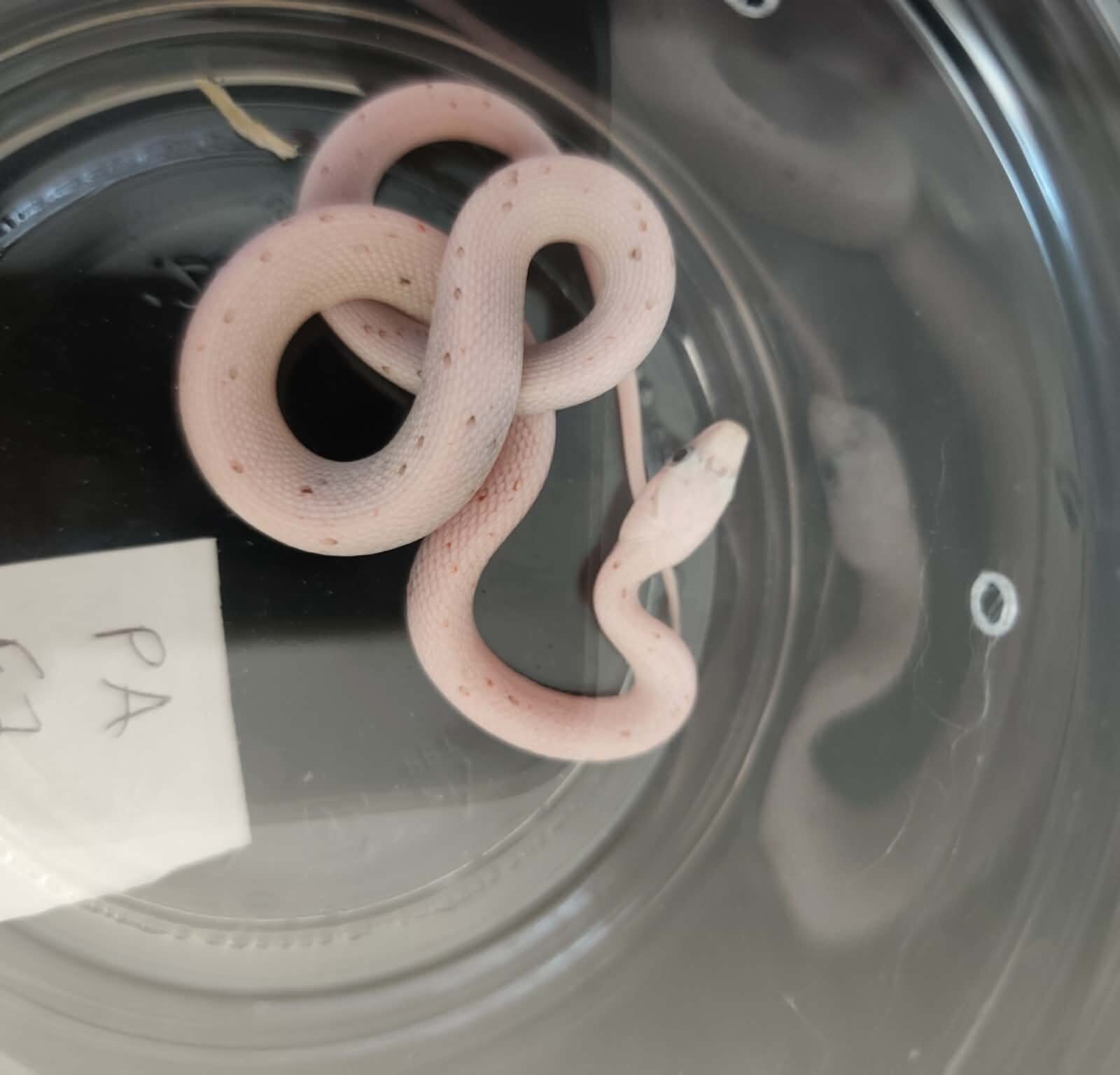 Pantherophis guttatus "Palmetto 100% het.anery" Femelle 2026 Nom : SIFILA