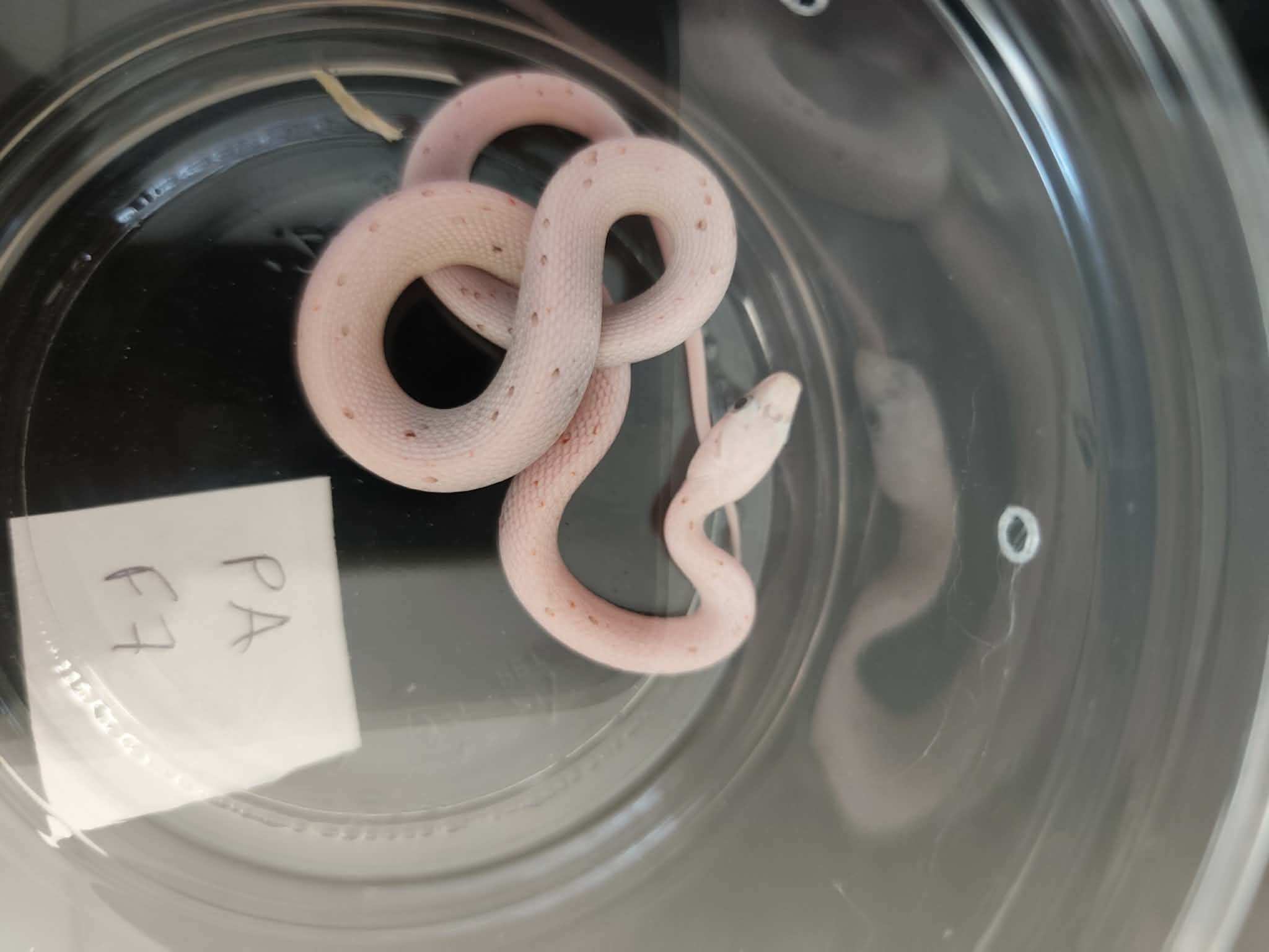 Pantherophis guttatus "Palmetto 100% het.anery" Femelle 2026 Nom : SIFILA