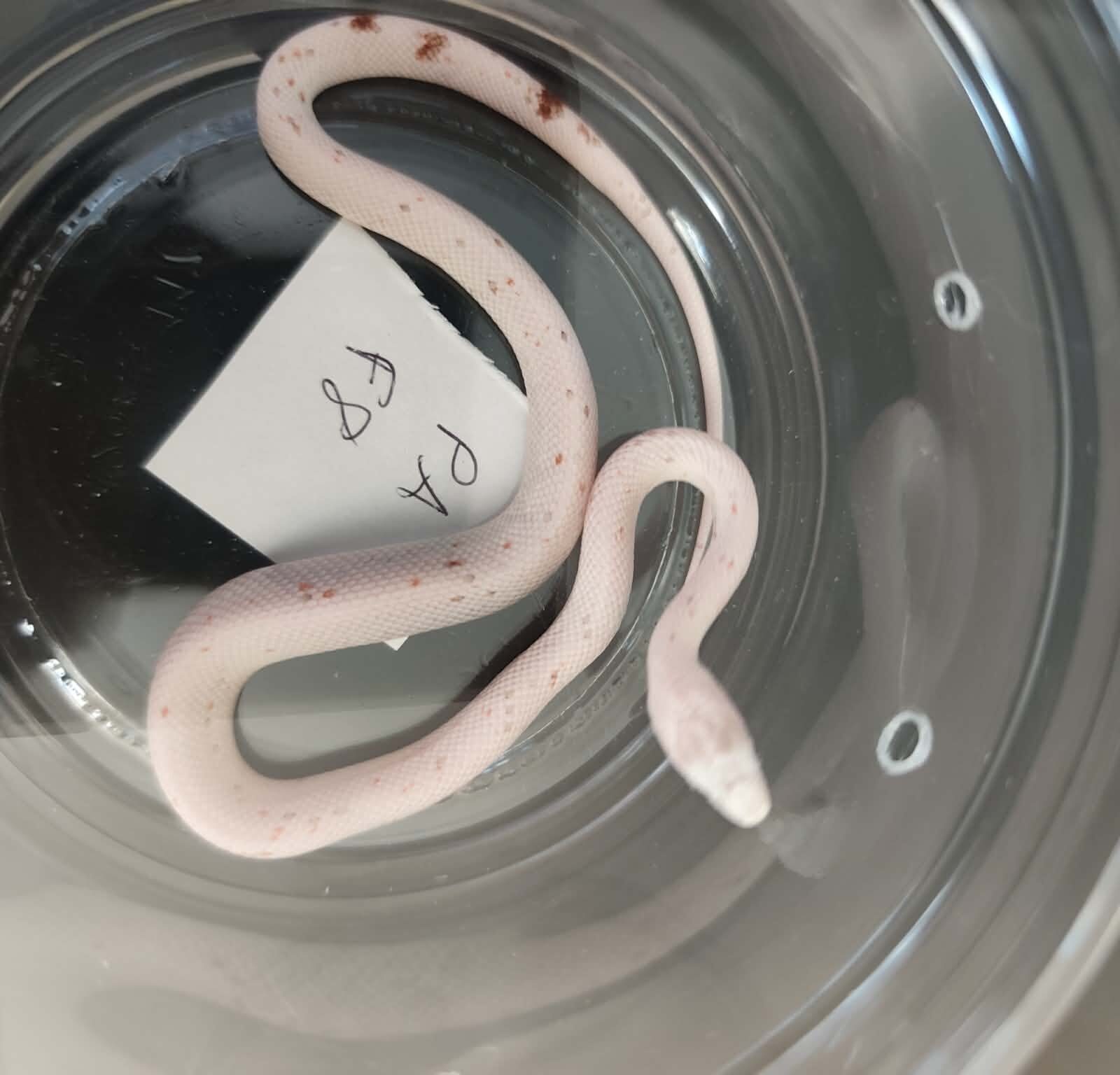 Pantherophis guttatus "Palmetto 100% het.anery" Femelle 2026 Nom : TYVIA