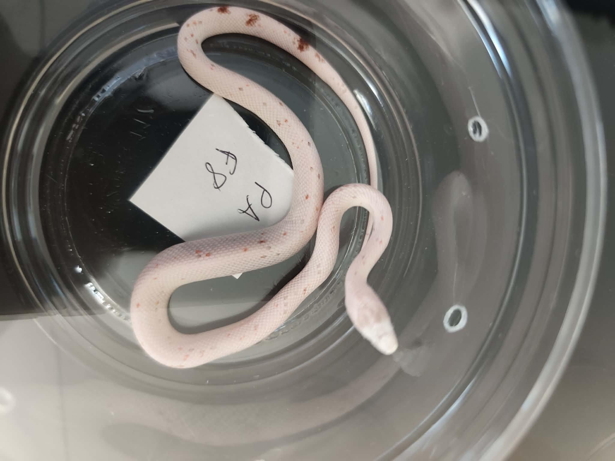 Pantherophis guttatus "Palmetto 100% het.anery" Femelle 2026 Nom : TYVIA