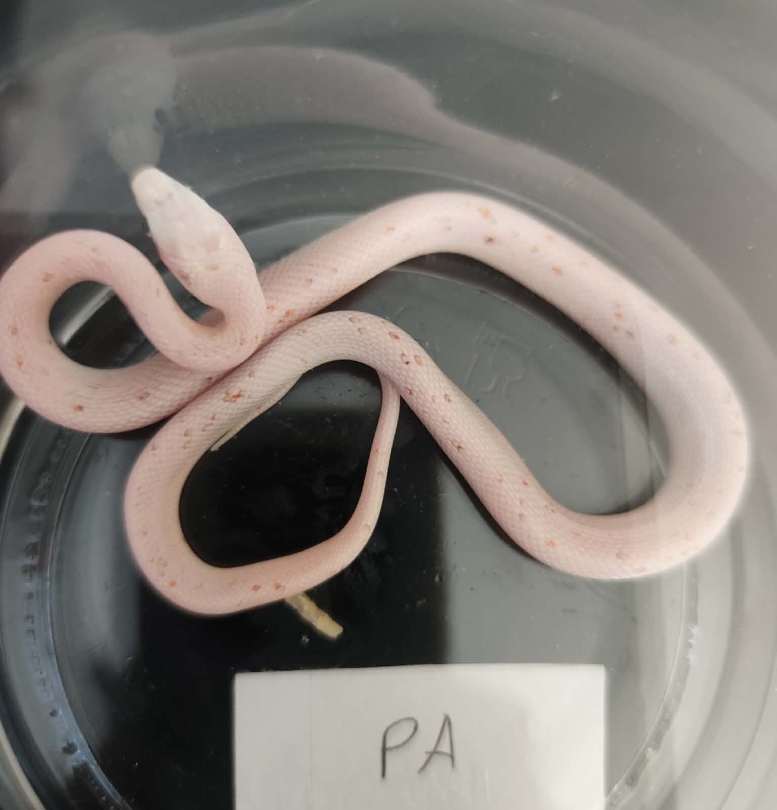 Pantherophis guttatus "Palmetto 100% het.anery" Femelle 2026 Nom : YTIA