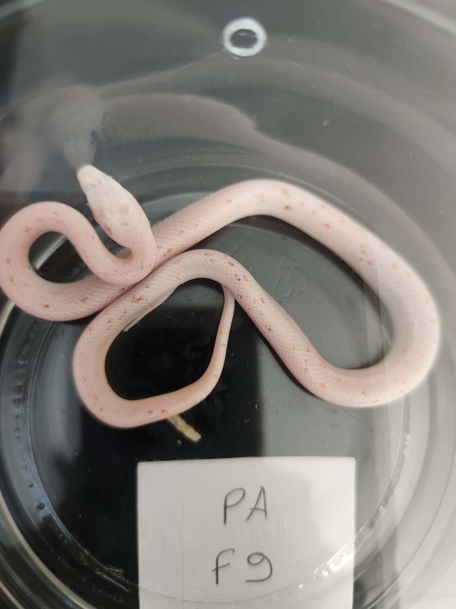 Pantherophis guttatus "Palmetto 100% het.anery" Femelle 2026 Nom : YTIA