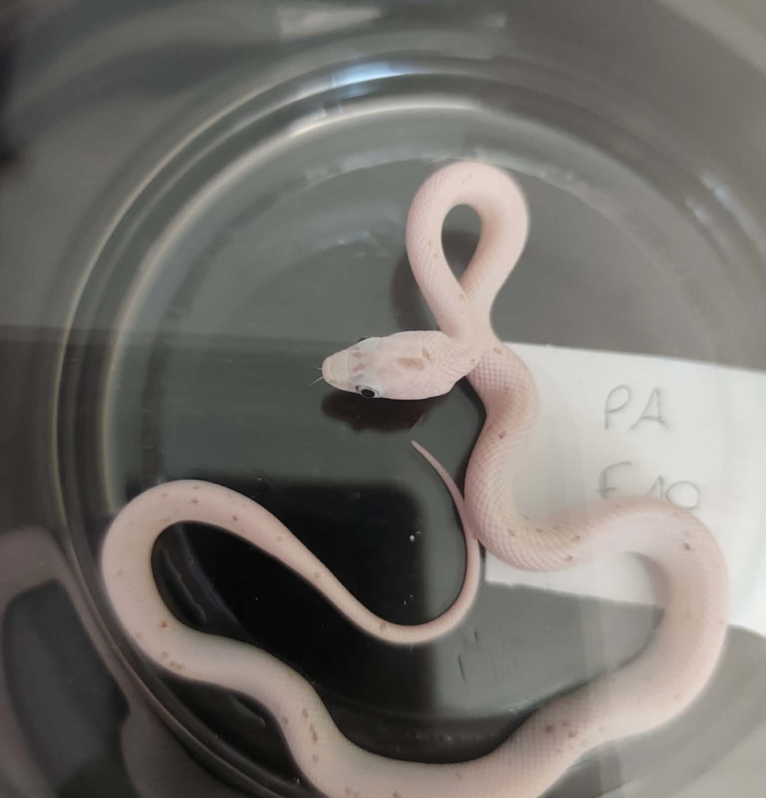 Pantherophis guttatus "Palmetto 100% het.anery" Femelle 2026 Nom : RITIA
