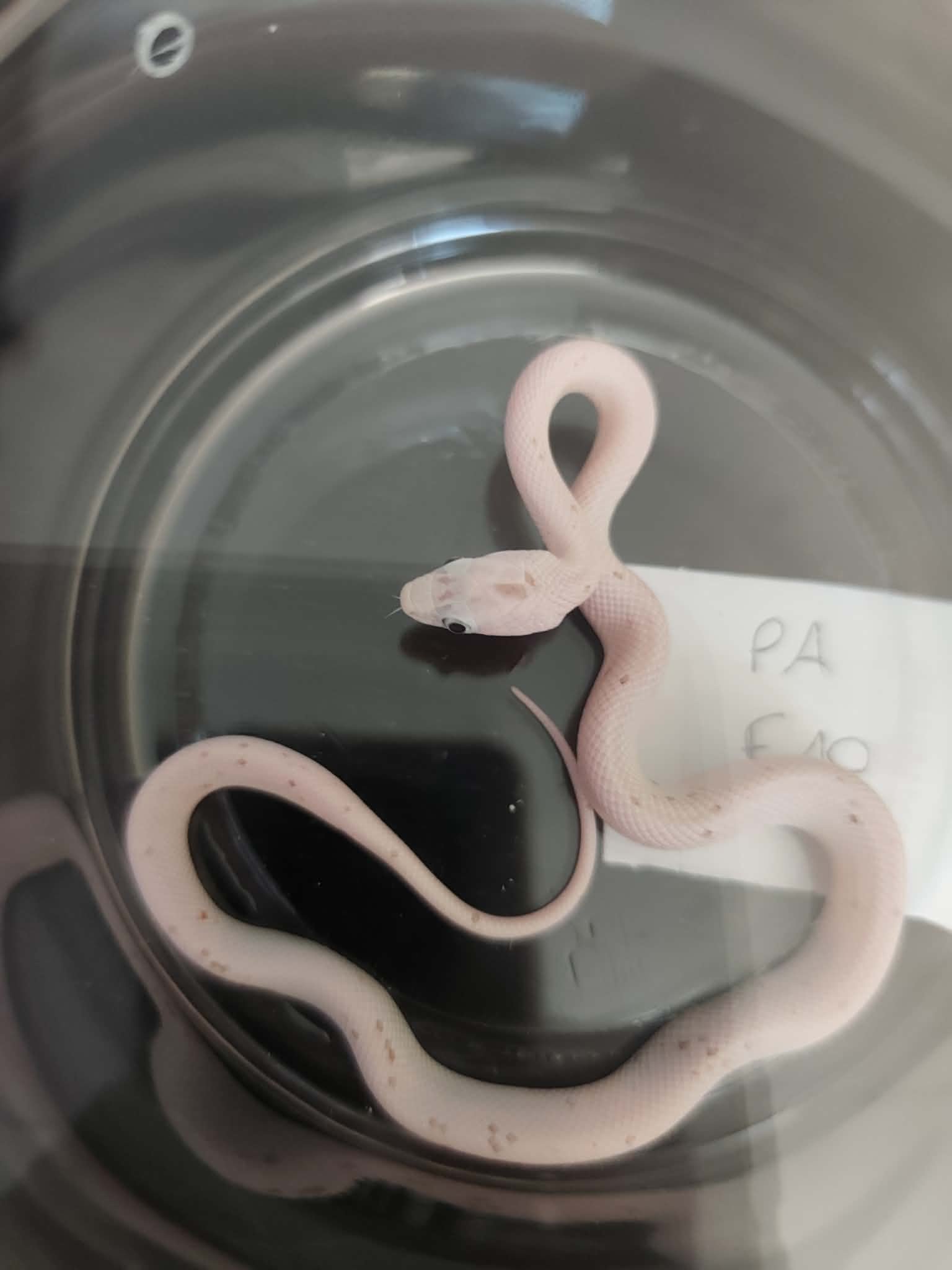 Pantherophis guttatus "Palmetto 100% het.anery" Femelle 2026 Nom : RITIA