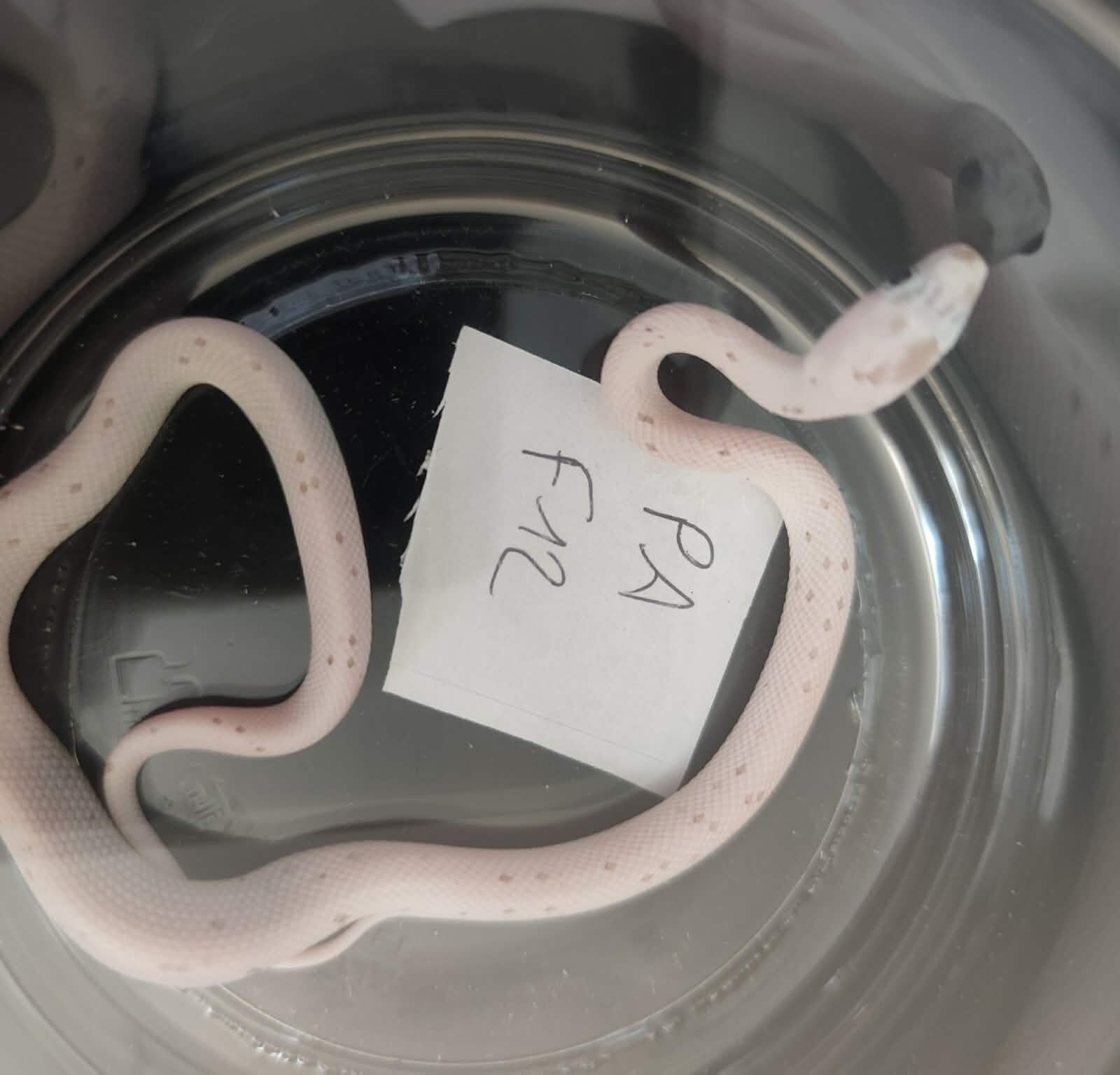 Pantherophis guttatus "Palmetto anery" Femelle 2026 Nom : LIANIA