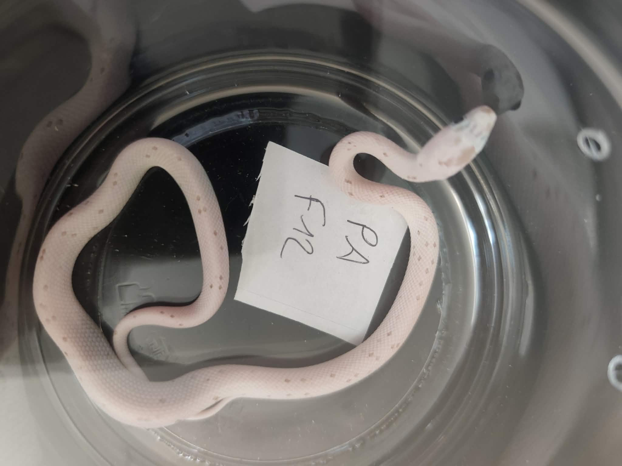 Pantherophis guttatus "Palmetto anery" Femelle 2026 Nom : LIANIA