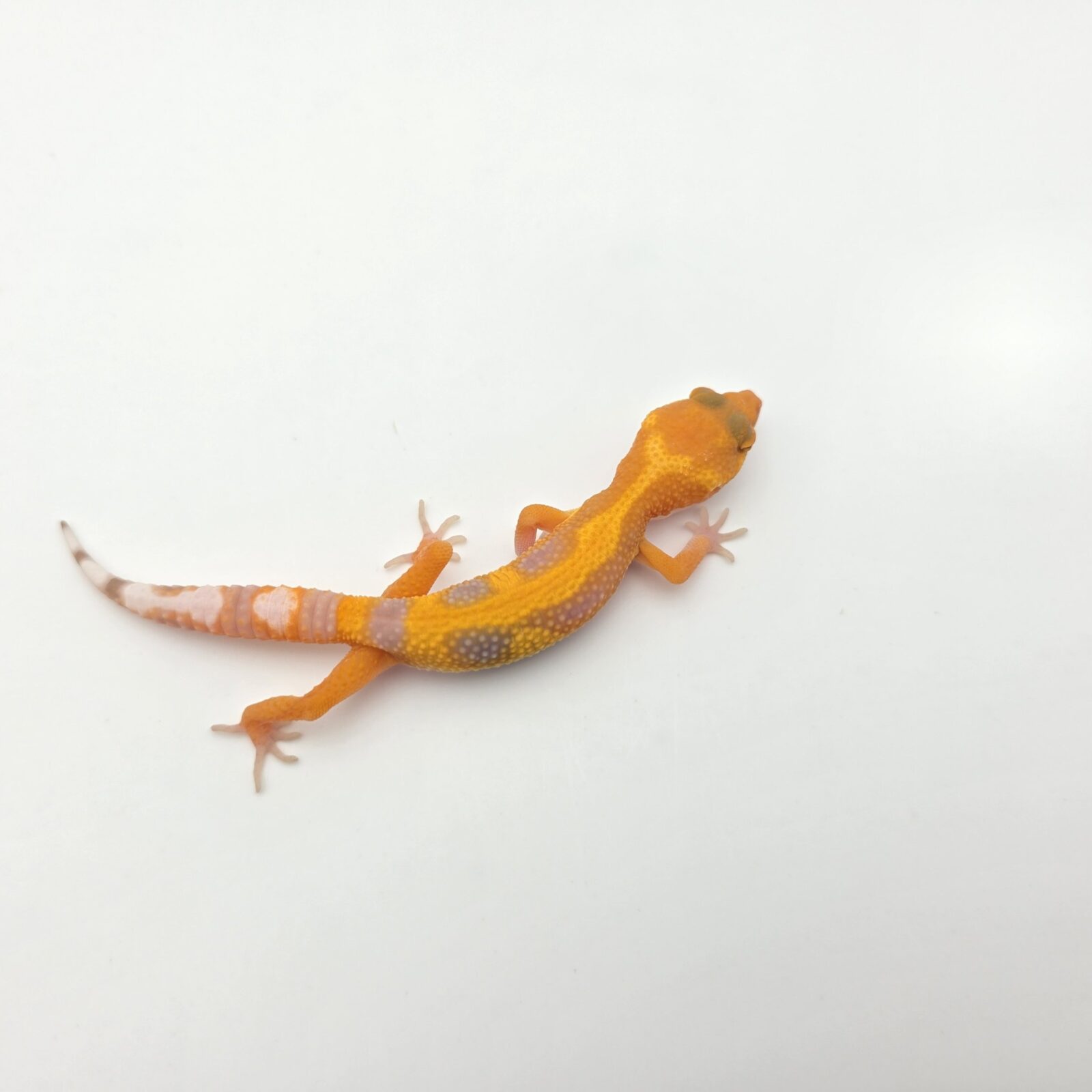 Eublepharis macularius "Sunglow electric bold stripe jungle (tremper)" Présumé femelle 2026 Nom/référence : TIMINI