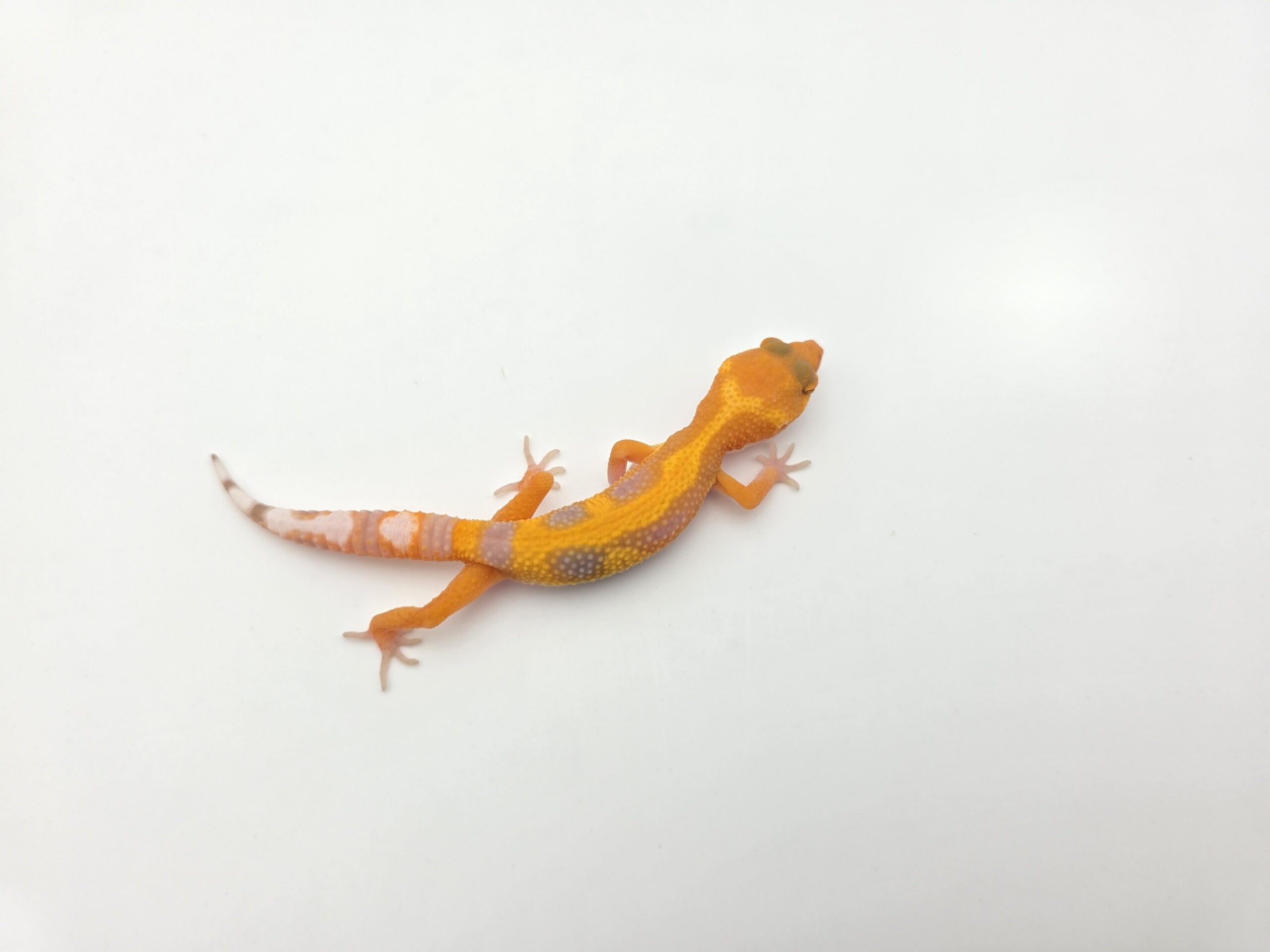 Eublepharis macularius "Sunglow electric bold stripe jungle (tremper)" Présumé femelle 2026 Nom/référence : TIMINI