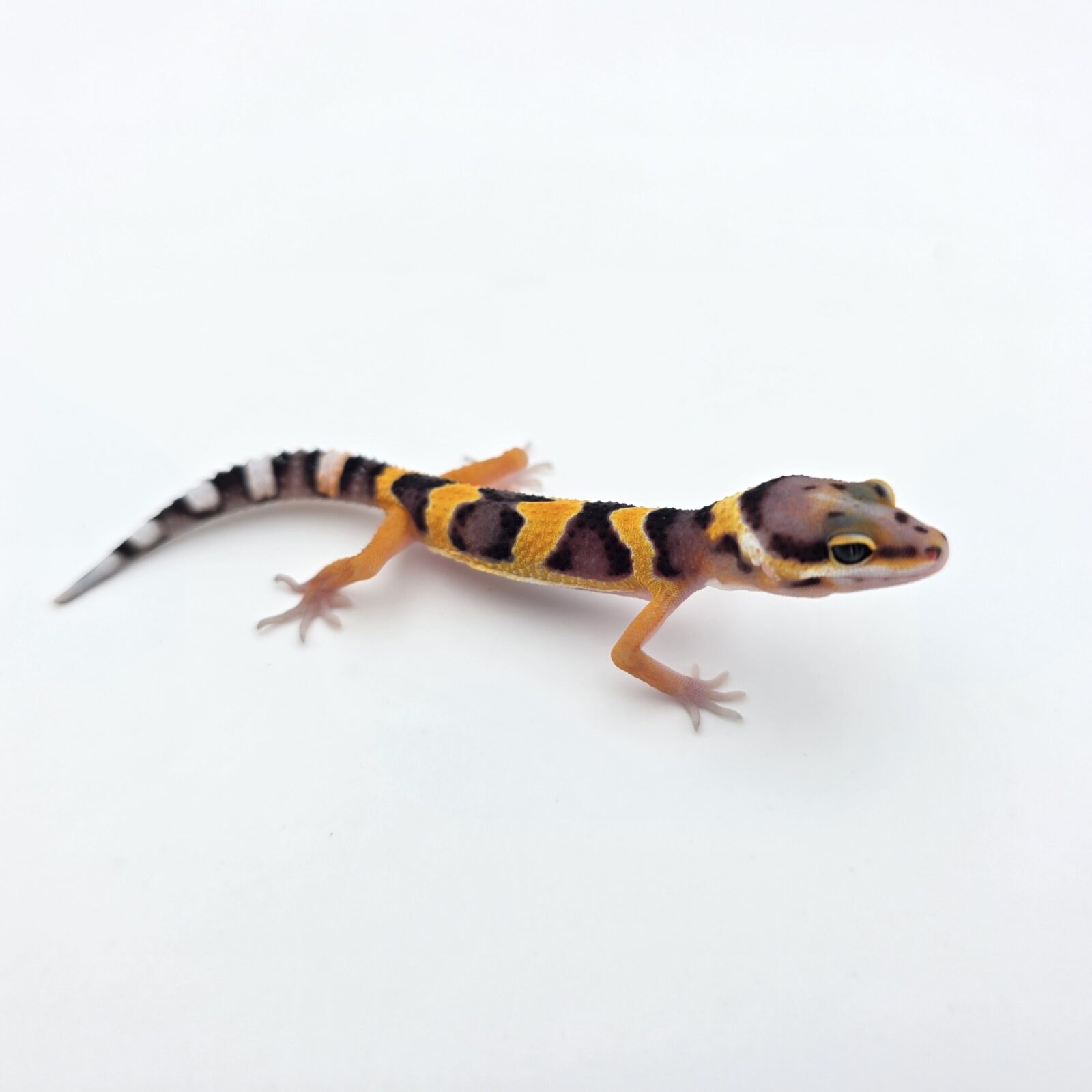 Eublepharis macularius "Bandit jungle electric tangerine (poss lavender) 50% het.tremper" Présumé mâle 2026 Nom/référence : AVIANI