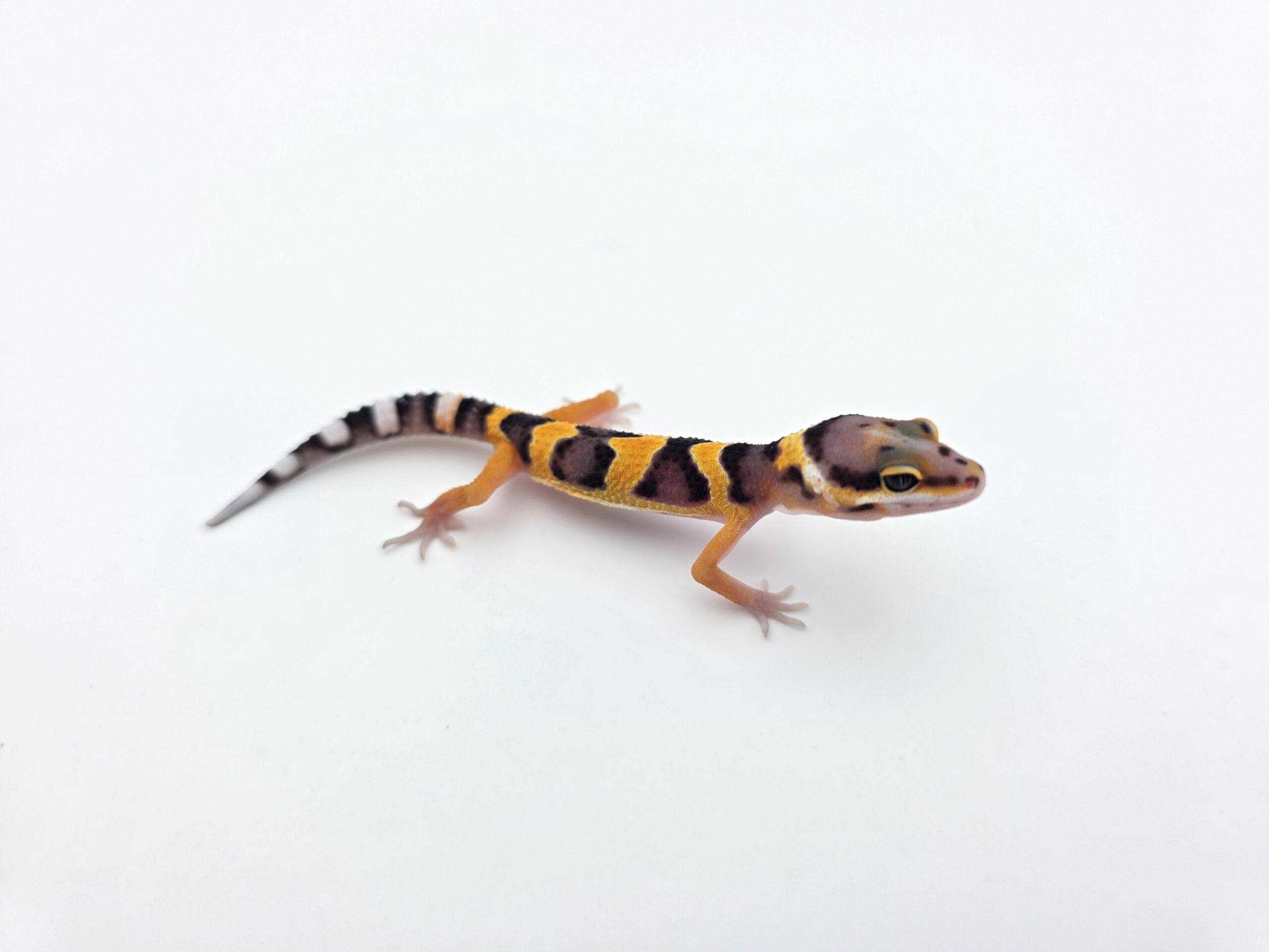 Eublepharis macularius "Bandit jungle electric tangerine (poss lavender) 50% het.tremper" Présumé mâle 2026 Nom/référence : AVIANI