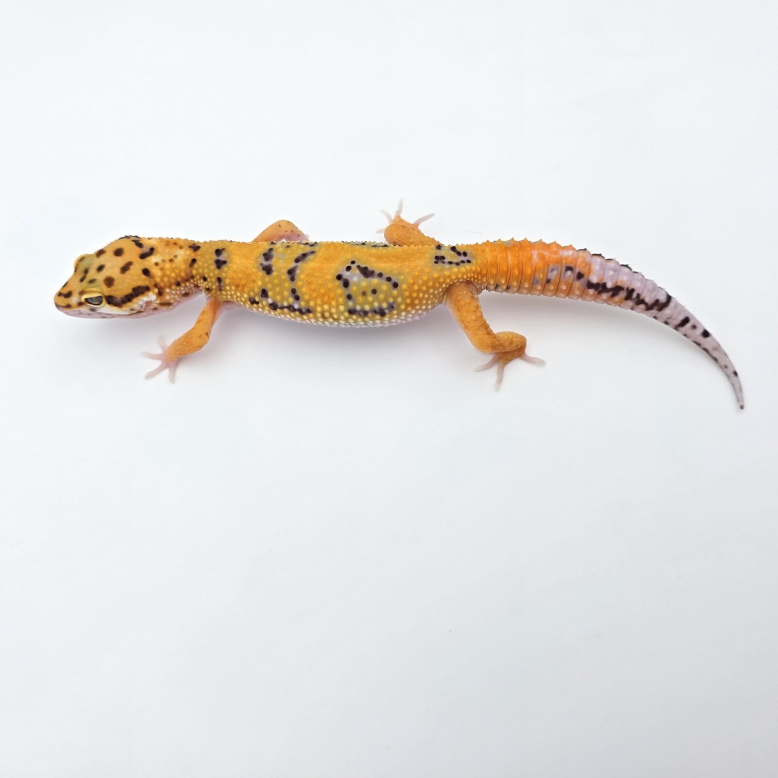 Eublepharis macularius "Hypo mandarin emerine jungle" Mâle 2026 Nom/référence : KWARI