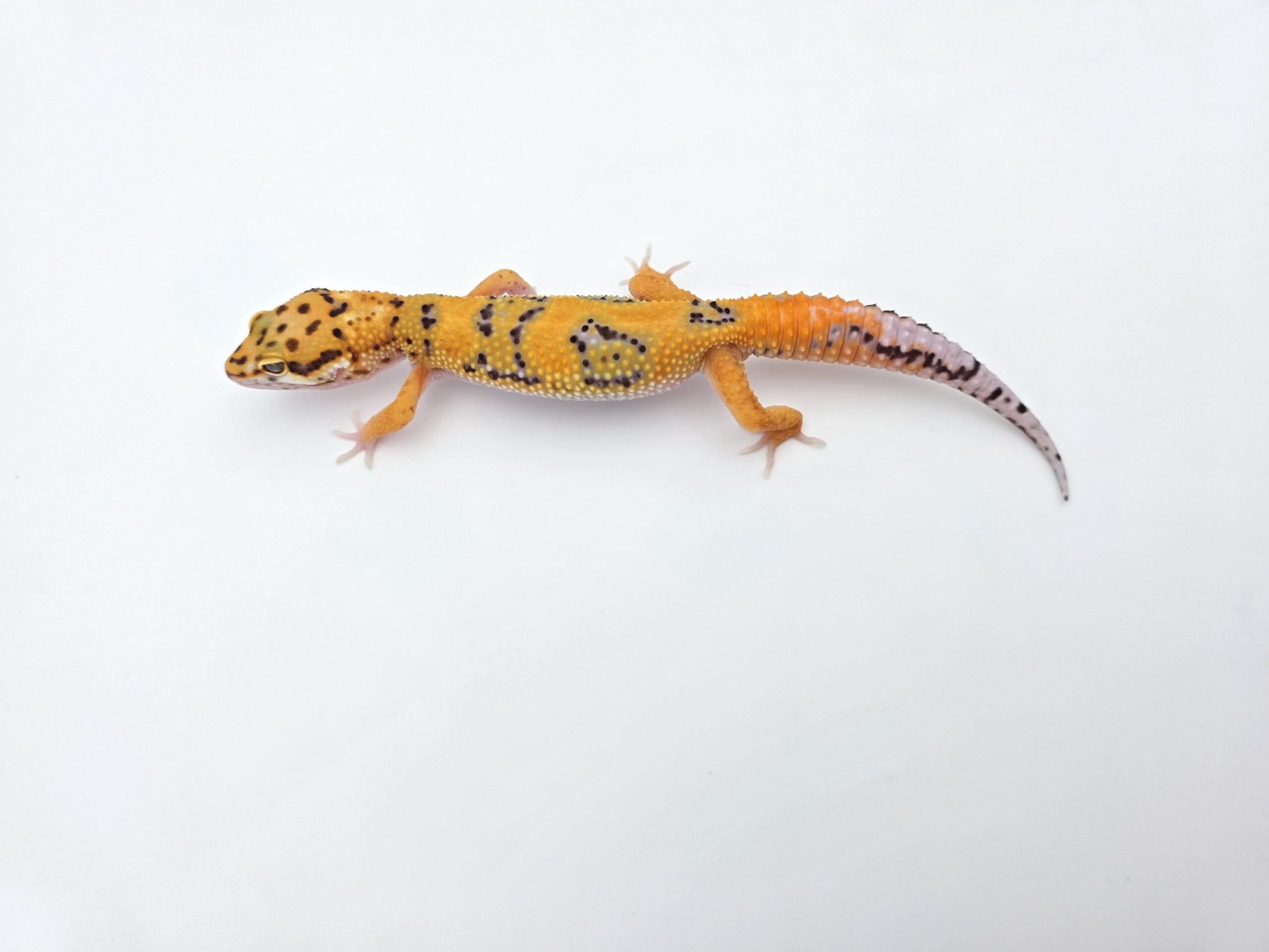 Eublepharis macularius "Hypo mandarin emerine jungle" Mâle 2026 Nom/référence : KWARI