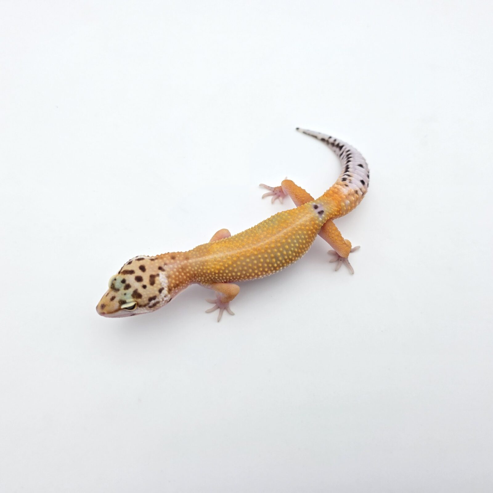 Eublepharis macularius "Bandit bold stripe jungle hypo electric tangerine 100% het.bell (poss red stripe)" Mâle 2026 Nom/référence : AOHARI
