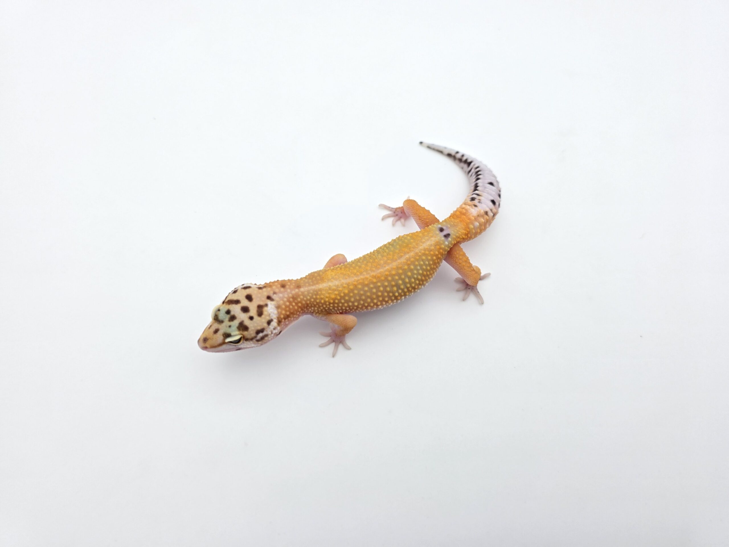 Eublepharis macularius "Bandit bold stripe jungle hypo electric tangerine 100% het.bell (poss red stripe)" Mâle 2026 Nom/référence : AOHARI