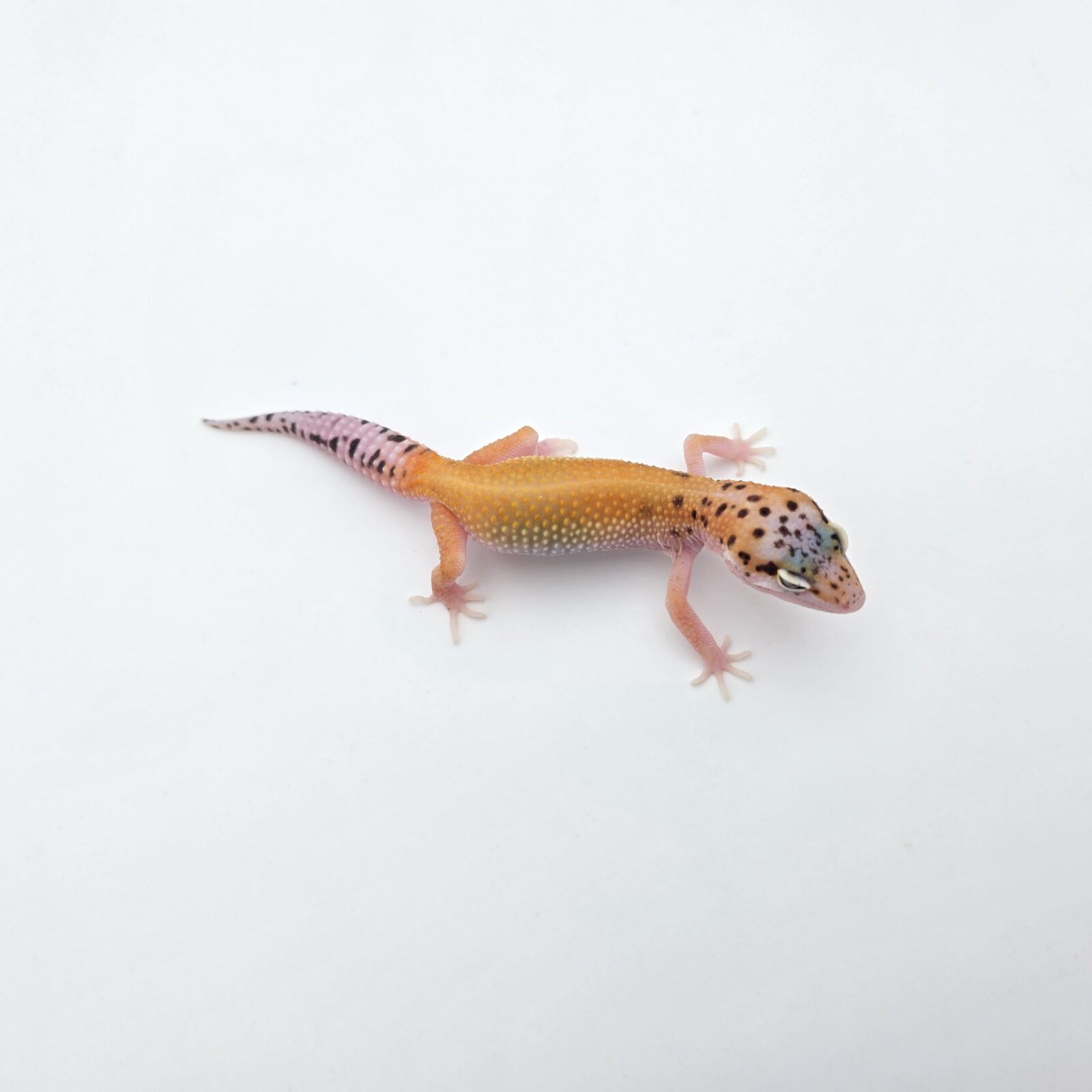 Eublepharis macularius "Bandit bold stripe electric emerine eclipse (poss lavender, red stripe)" Présumé femelle 2026 Nom/référence : JUFPI