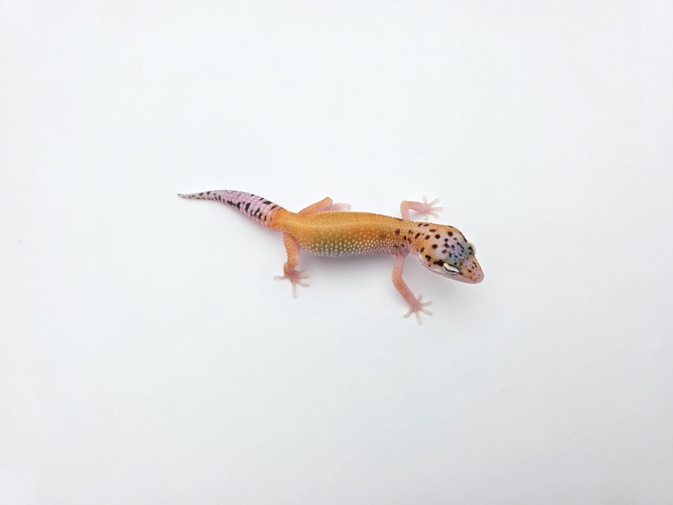 Eublepharis macularius "Bandit bold stripe electric emerine eclipse (poss lavender, red stripe)" Présumé femelle 2026 Nom/référence : JUFPI