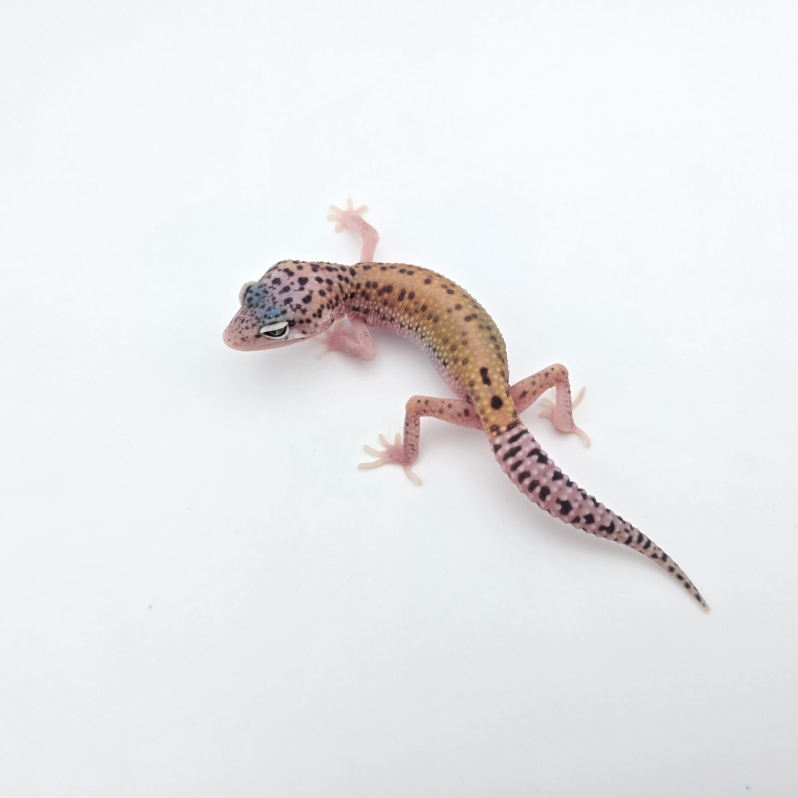 Eublepharis macularius "Mack snow bandit bold stripe electric emerine eclipse (poss lavender, red stripe)" Présumé femelle 2026 Nom/référence : JUTVI