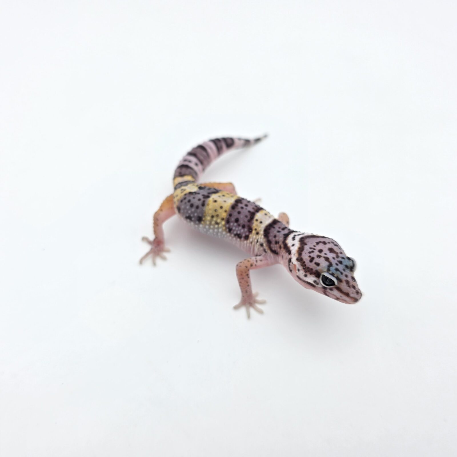 Eublepharis macularius "Mack snow purple head mandarin blood emerine lavender" Présumé mâle 2026 Nom/référence : PHASI