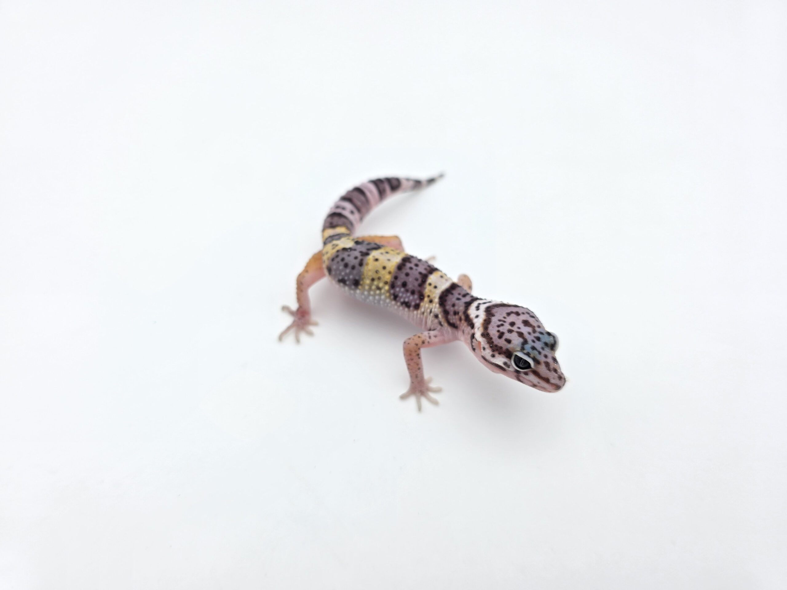 Eublepharis macularius "Mack snow purple head mandarin blood emerine lavender" Présumé mâle 2026 Nom/référence : PHASI
