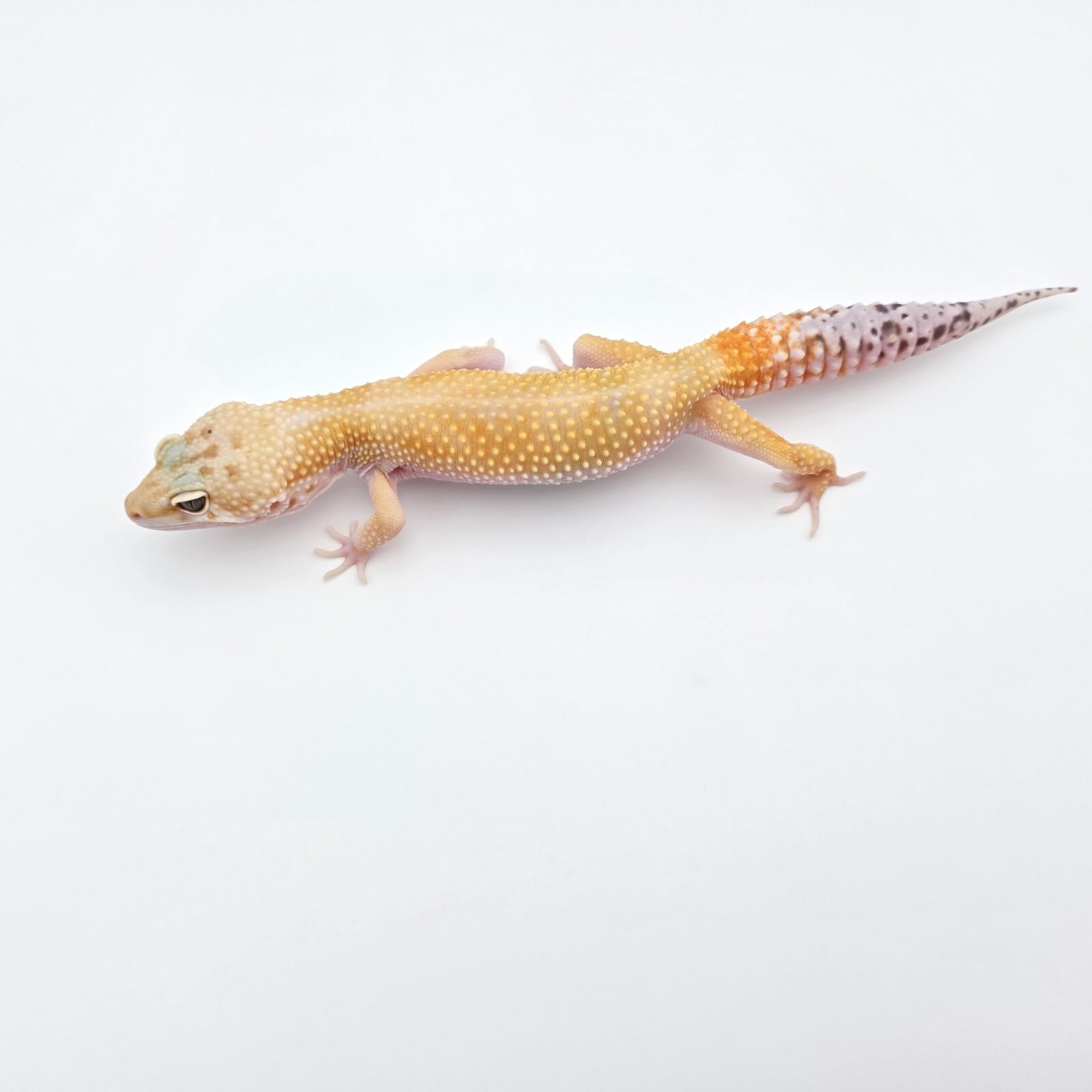 Eublepharis macularius "Hypo tangerine bold stripe jungle" Mâle adulte 2025 Nom/référence : OLIPIO