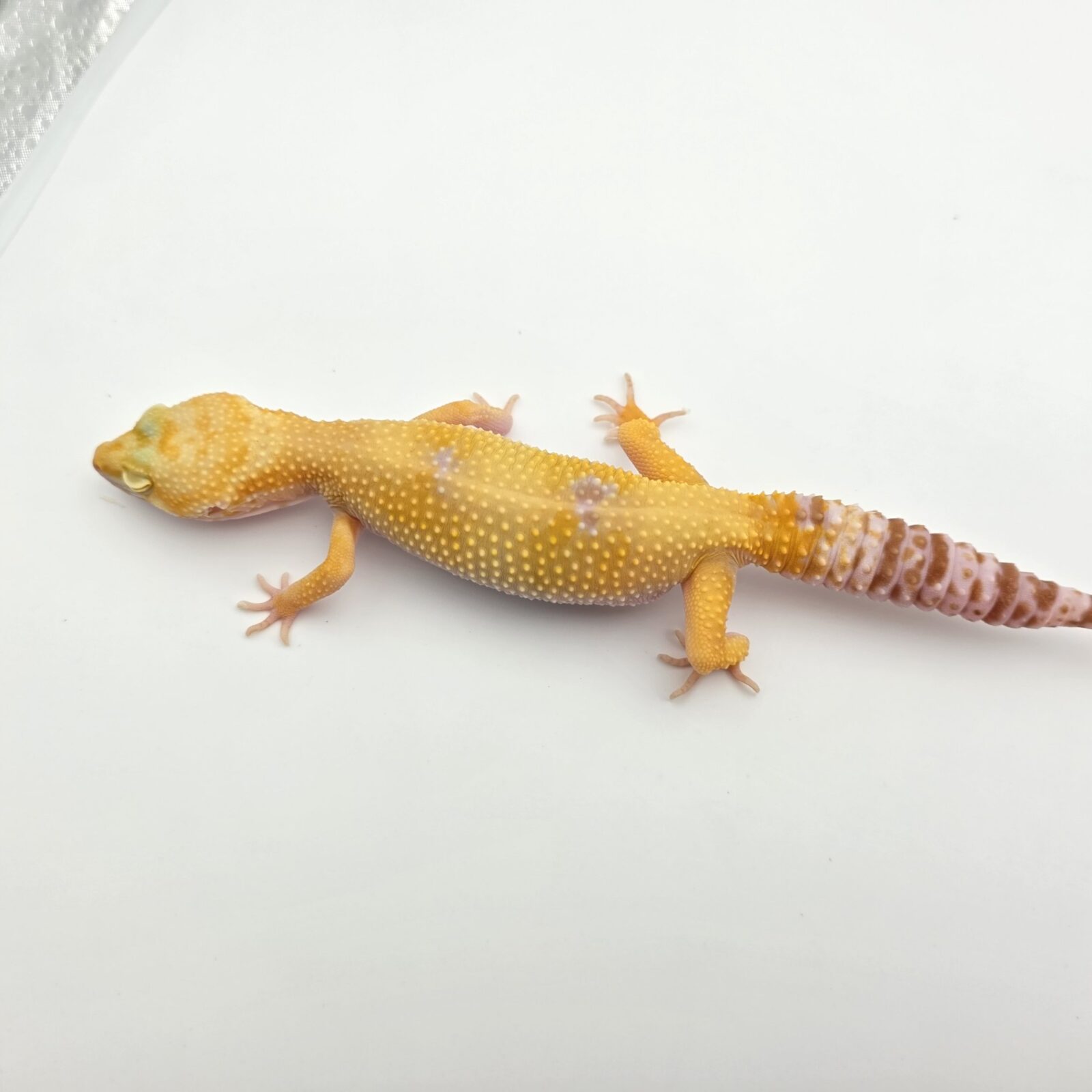 Eublepharis macularius "Sunglow (tremper)" Femelle 2023 Nom/référence : SCINIA