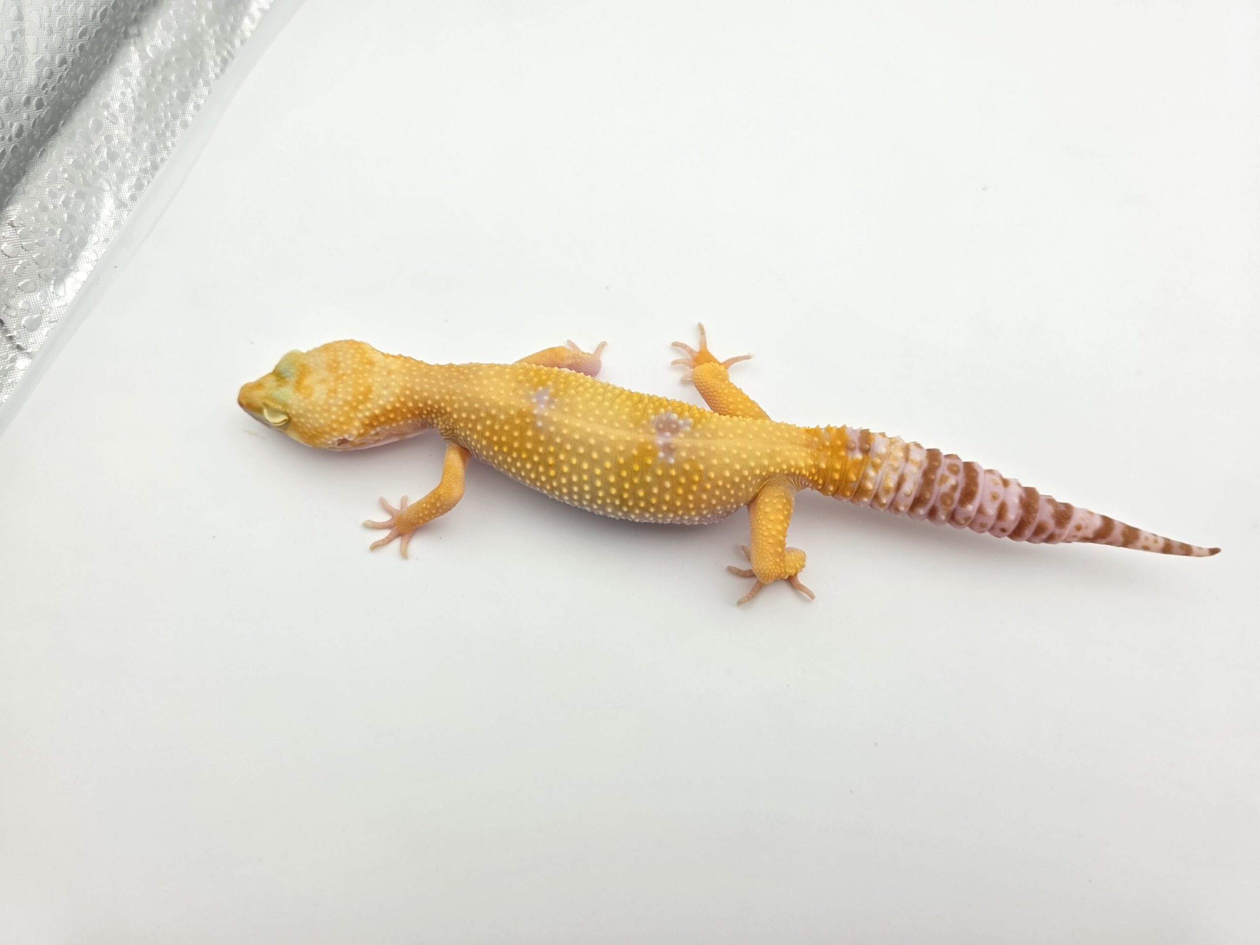Eublepharis macularius "Sunglow (tremper)" Femelle 2023 Nom/référence : SCINIA