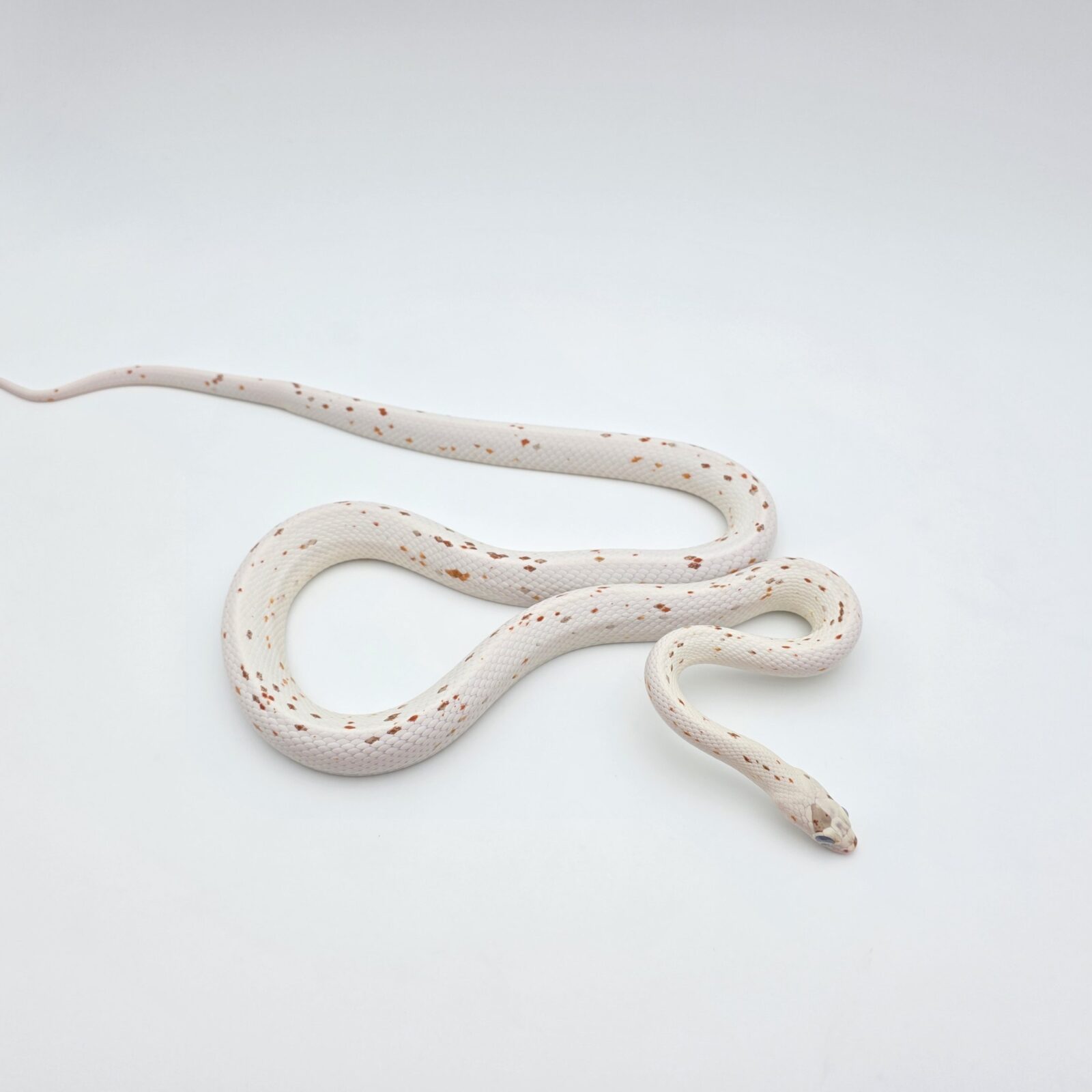 Pantherophis guttatus "Palmetto" Mâle 2024 Nom : WIZBY