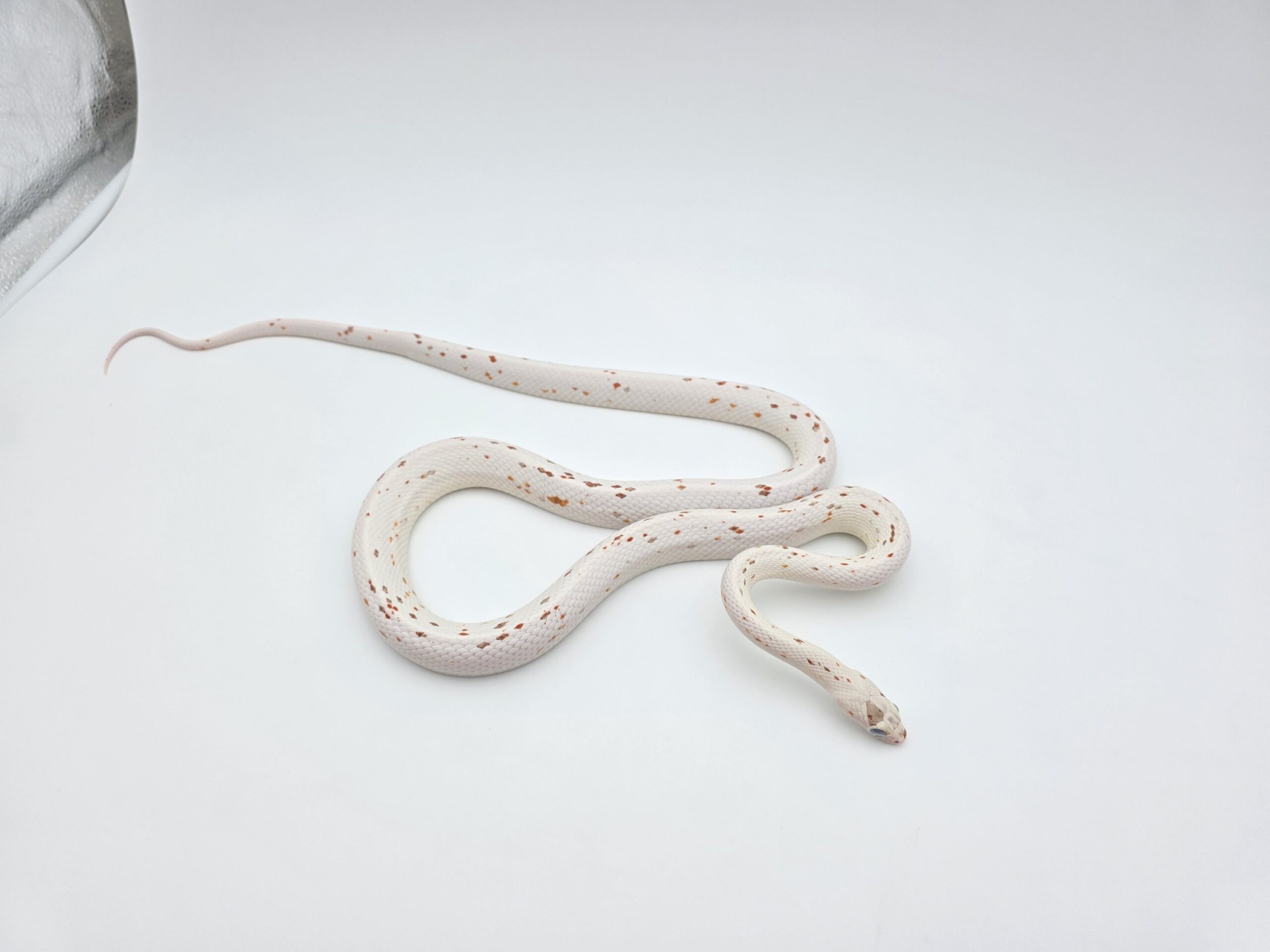Pantherophis guttatus "Palmetto" Mâle 2024 Nom : WIZBY