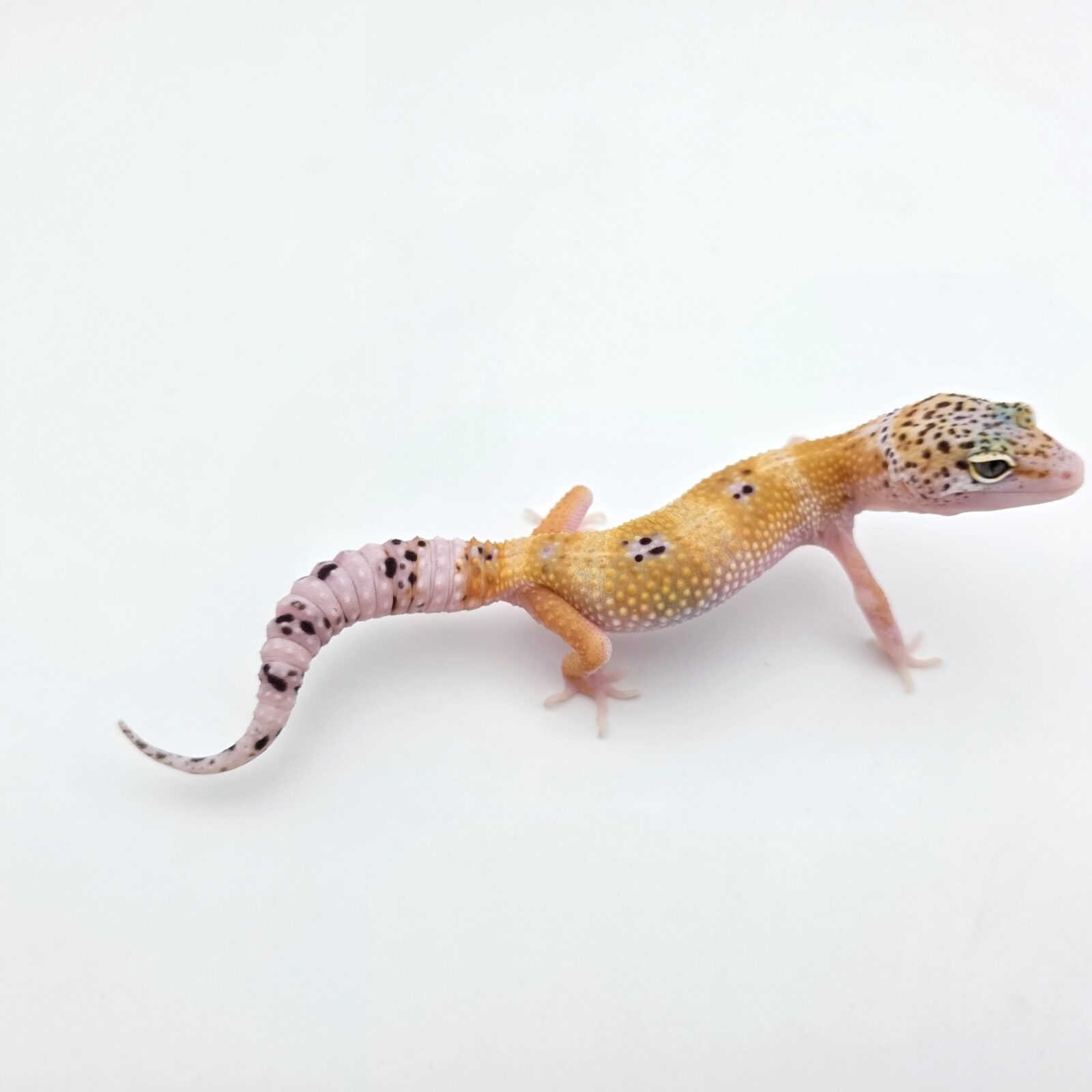 Eublepharis macularius "Mack snow hypo tangerine eclipse 100% het.blizzard tremper" Présumé femelle 2026 Nom/référence : JULIOGI
