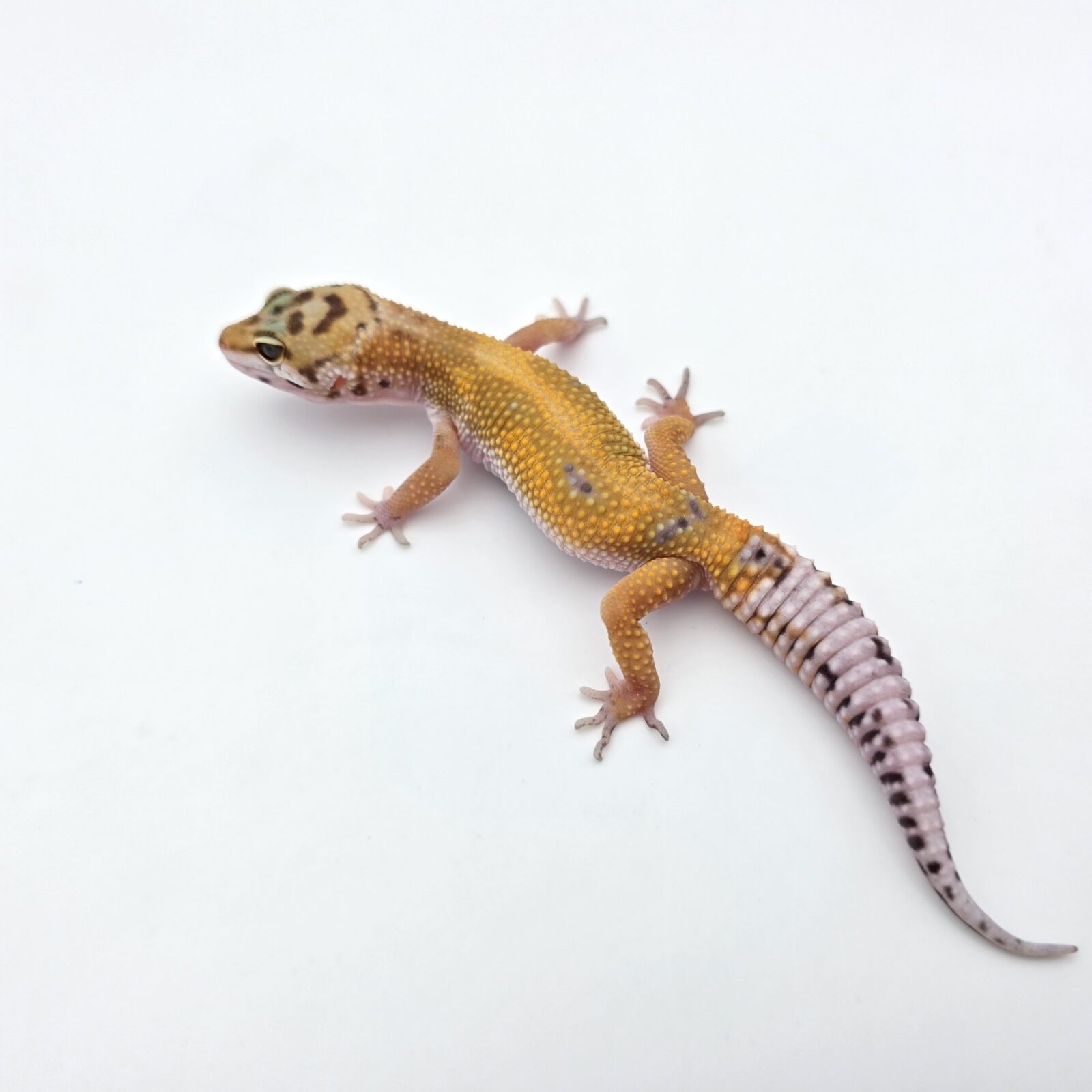 Eublepharis macularius "Bandit bold stripe jungle hypo electric tangerine (poss red stripe) 100% het.bell" Présumé femelle 2026 Nom/référence : AVITI