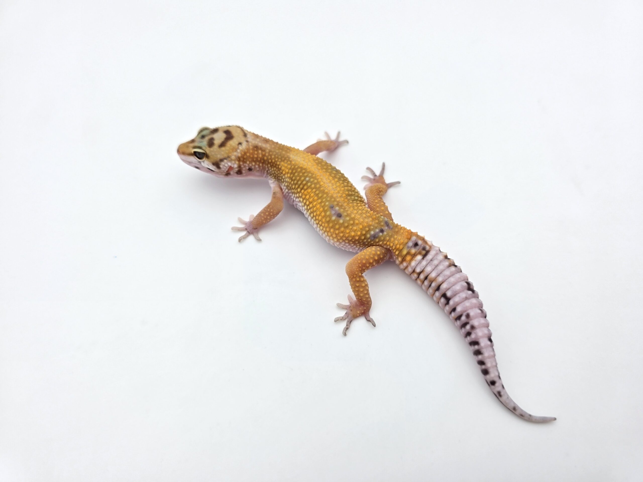 Eublepharis macularius "Bandit bold stripe jungle hypo electric tangerine (poss red stripe) 100% het.bell" Présumé femelle 2026 Nom/référence : AVITI