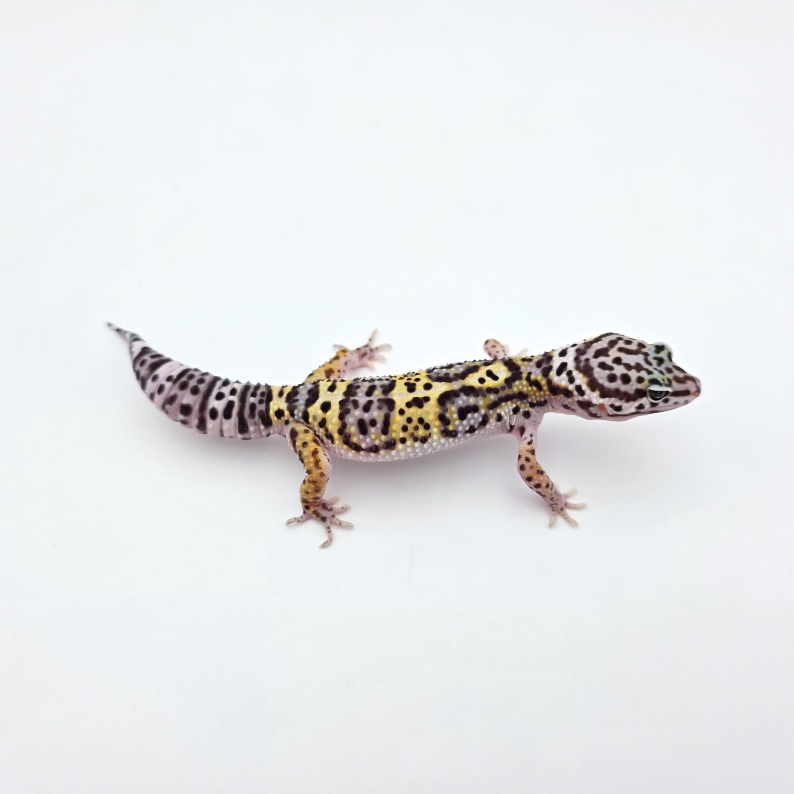 Eublepharis macularius "Mack snow purple head mandarin blood emerine lavender" Femelle 2026 Nom/référence : JUVI