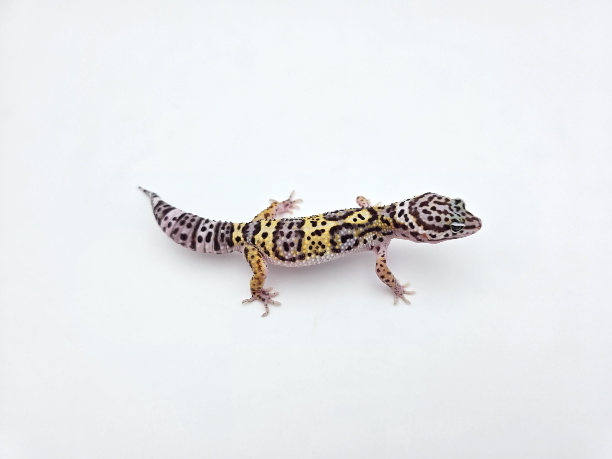 Eublepharis macularius "Mack snow purple head mandarin blood emerine lavender" Femelle 2026 Nom/référence : JUVI
