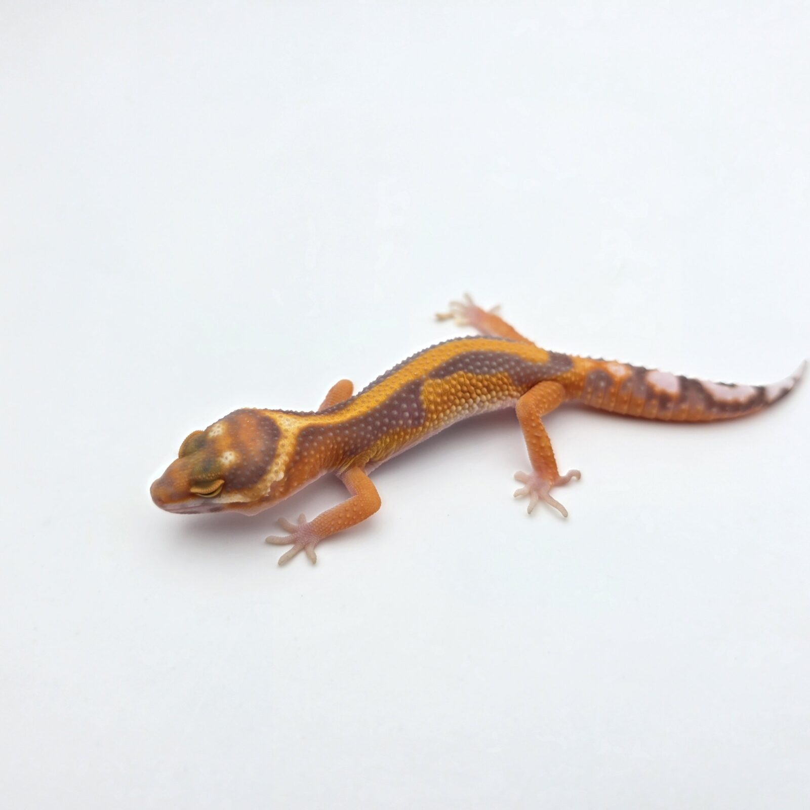 Eublepharis macularius "Mandarin emerine bold stripe reverse albinos (tremper) (poss.clown)" Présumé mâle 2026 Nom/référence : TODY