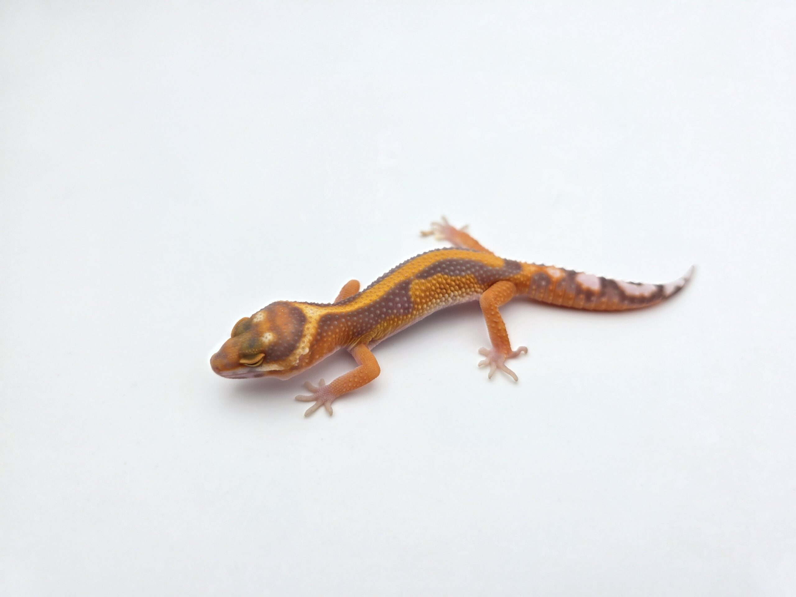 Eublepharis macularius "Mandarin emerine bold stripe reverse albinos (tremper) (poss.clown)" Présumé mâle 2026 Nom/référence : TODY