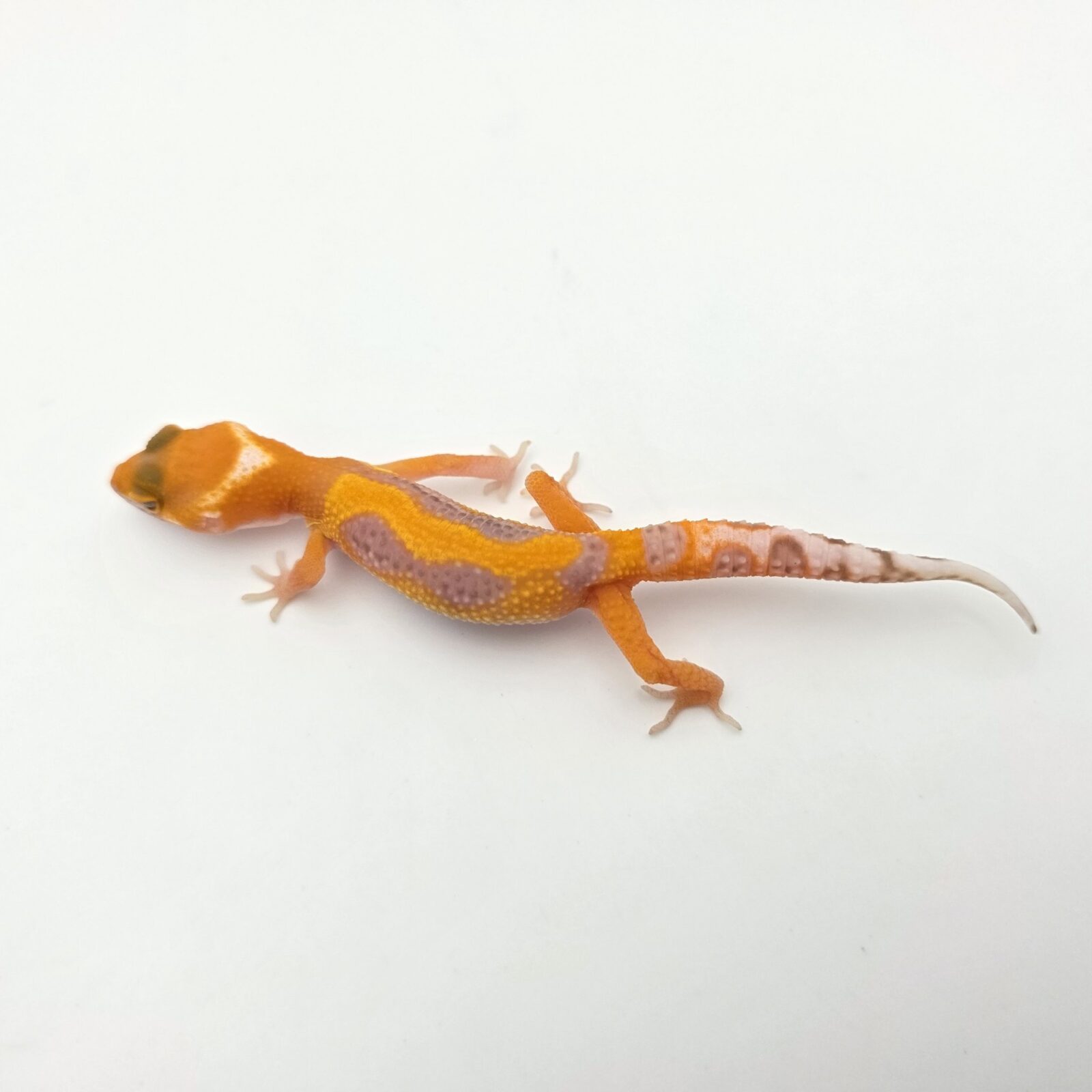 Eublepharis macularius "Bandit bold stripe jungle mandarin lavender sunglow (bell)" Présumé mâle 2026 Nom/référence : VILI