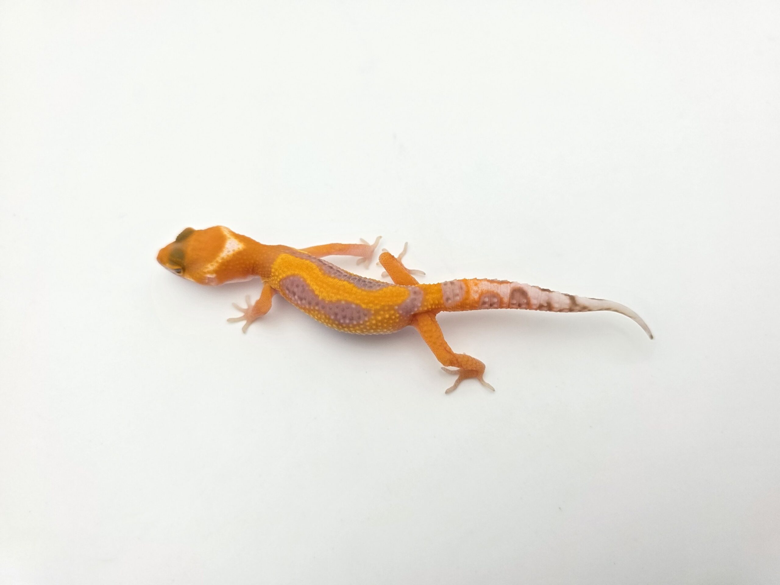 Eublepharis macularius "Bandit bold stripe jungle mandarin lavender sunglow (bell)" Présumé mâle 2026 Nom/référence : VILI
