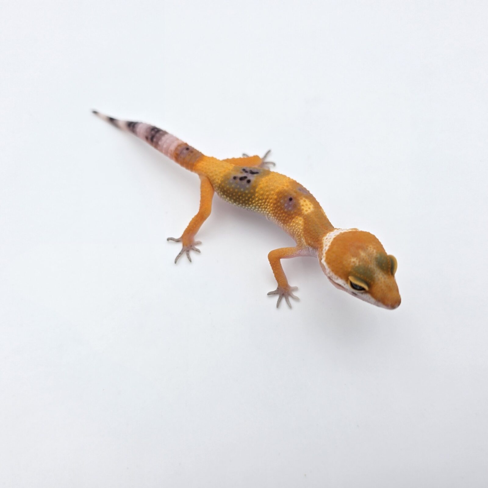 Eublepharis macularius "Hypo electric/mandarin emerine jungle 100% het.bell et tremper" Présumé femelle 2026 Nom/référence : JUDY