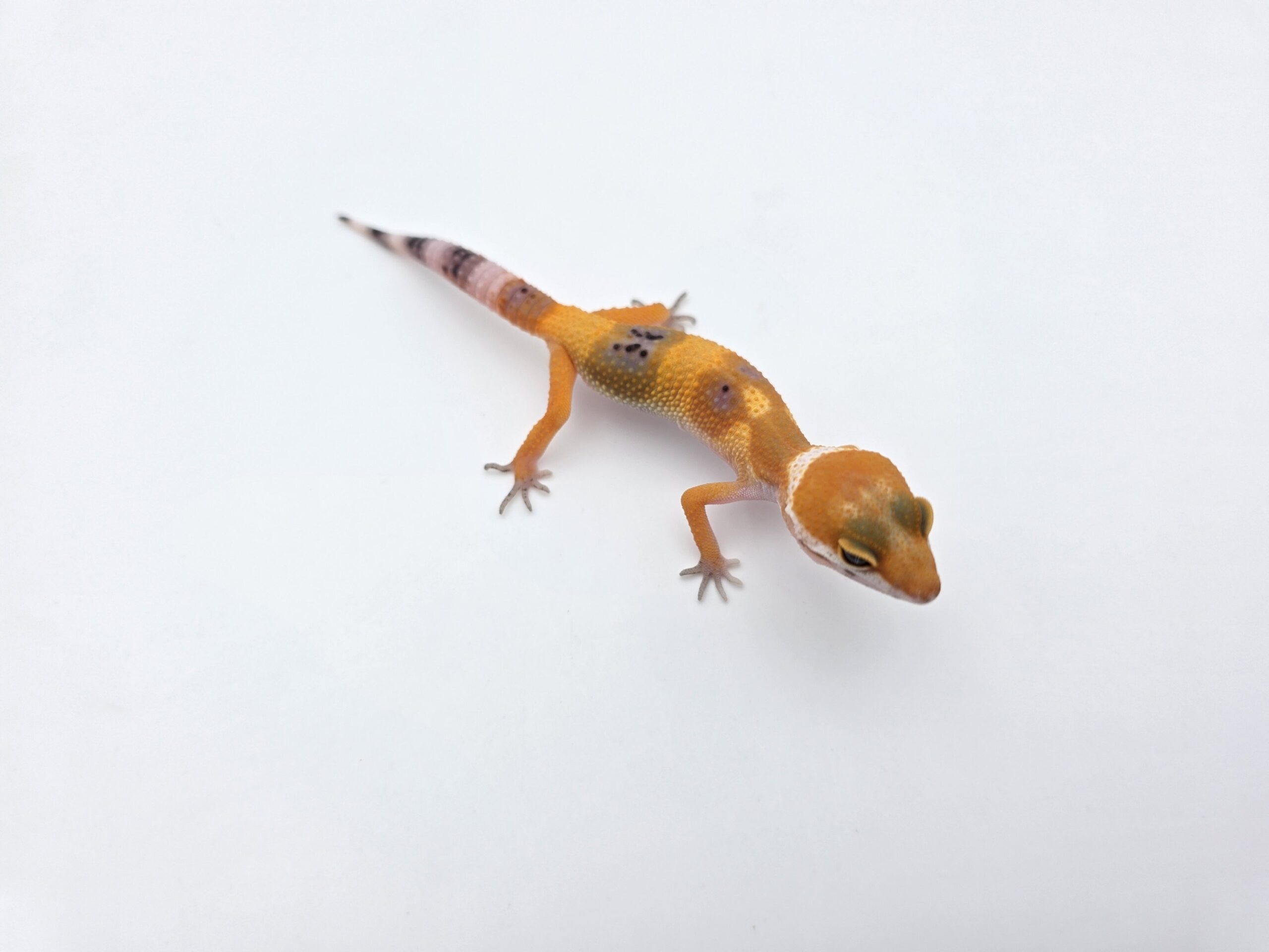 Eublepharis macularius "Hypo electric/mandarin emerine jungle 100% het.bell et tremper" Présumé femelle 2026 Nom/référence : JUDY
