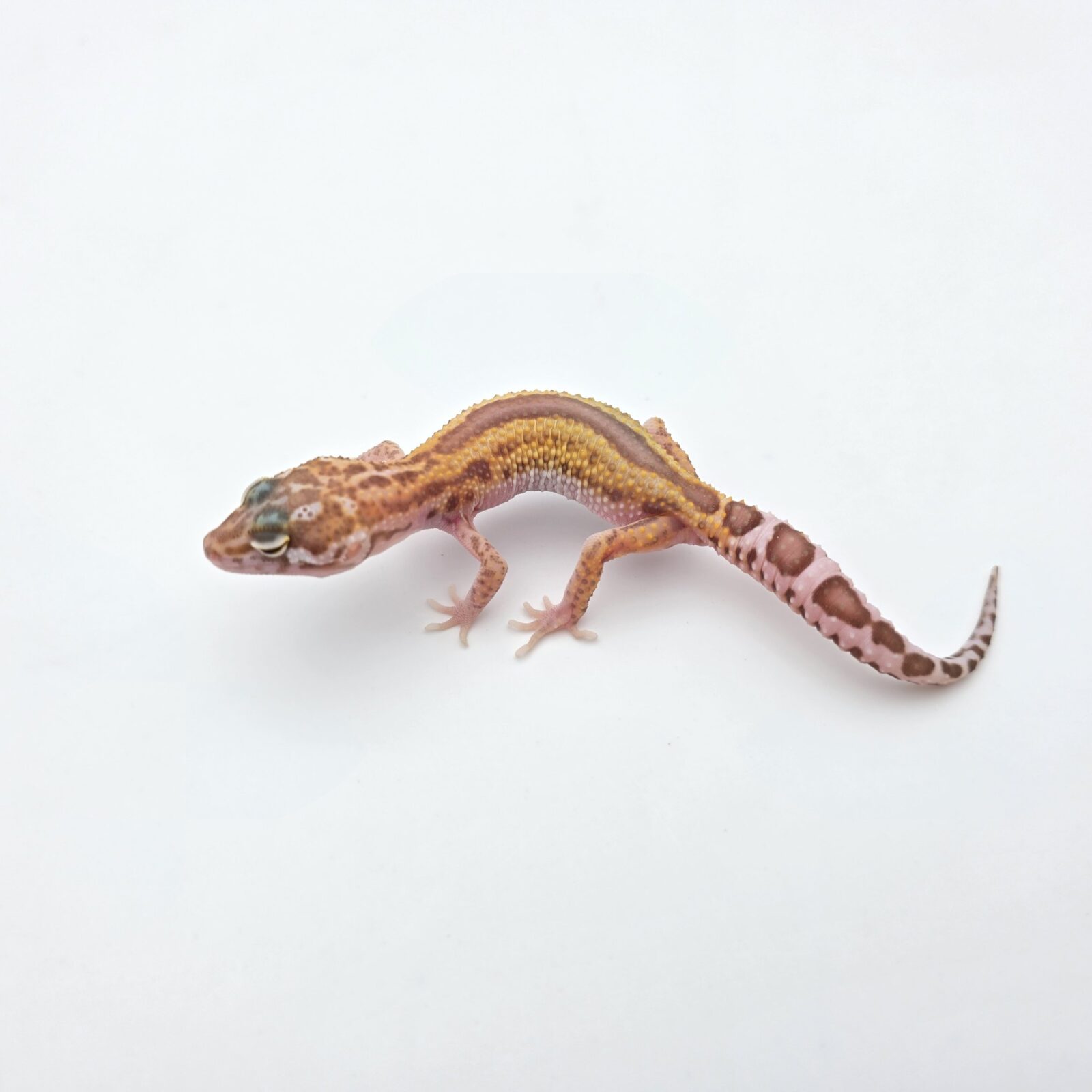 Eublepharis macularius "Mack snow hybino mandarin/electric bold stripe reverse (tremper)" Présumé mâle 2026 Nom/référence : JUPAPA