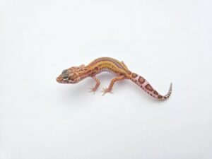 Eublepharis macularius "Mack snow hybino mandarin/electric bold stripe reverse (tremper)" Présumé mâle 2026 Nom/référence : JUPAPA