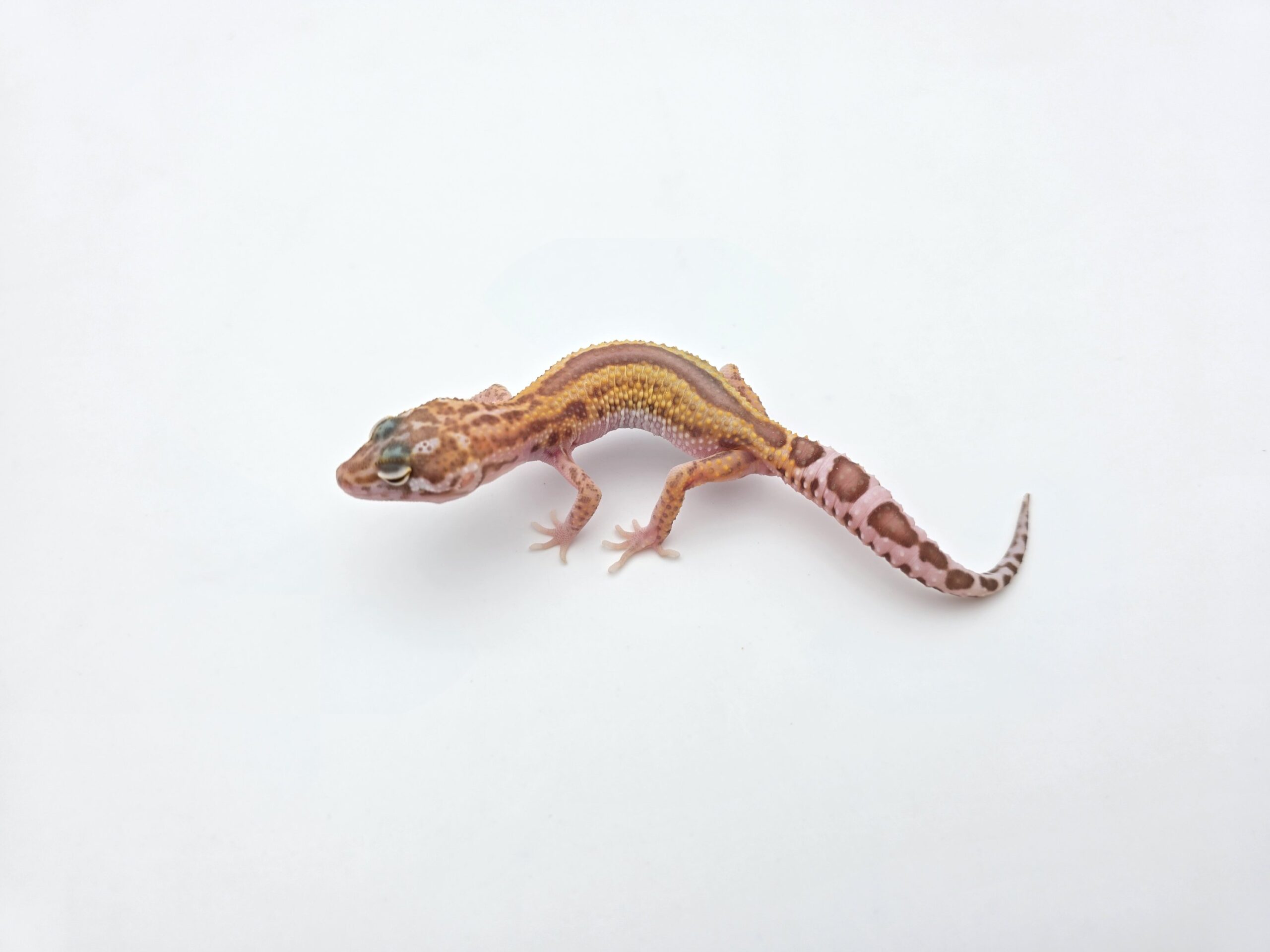 Eublepharis macularius "Mack snow hybino mandarin/electric bold stripe reverse (tremper)" Présumé mâle 2026 Nom/référence : JUPAPA