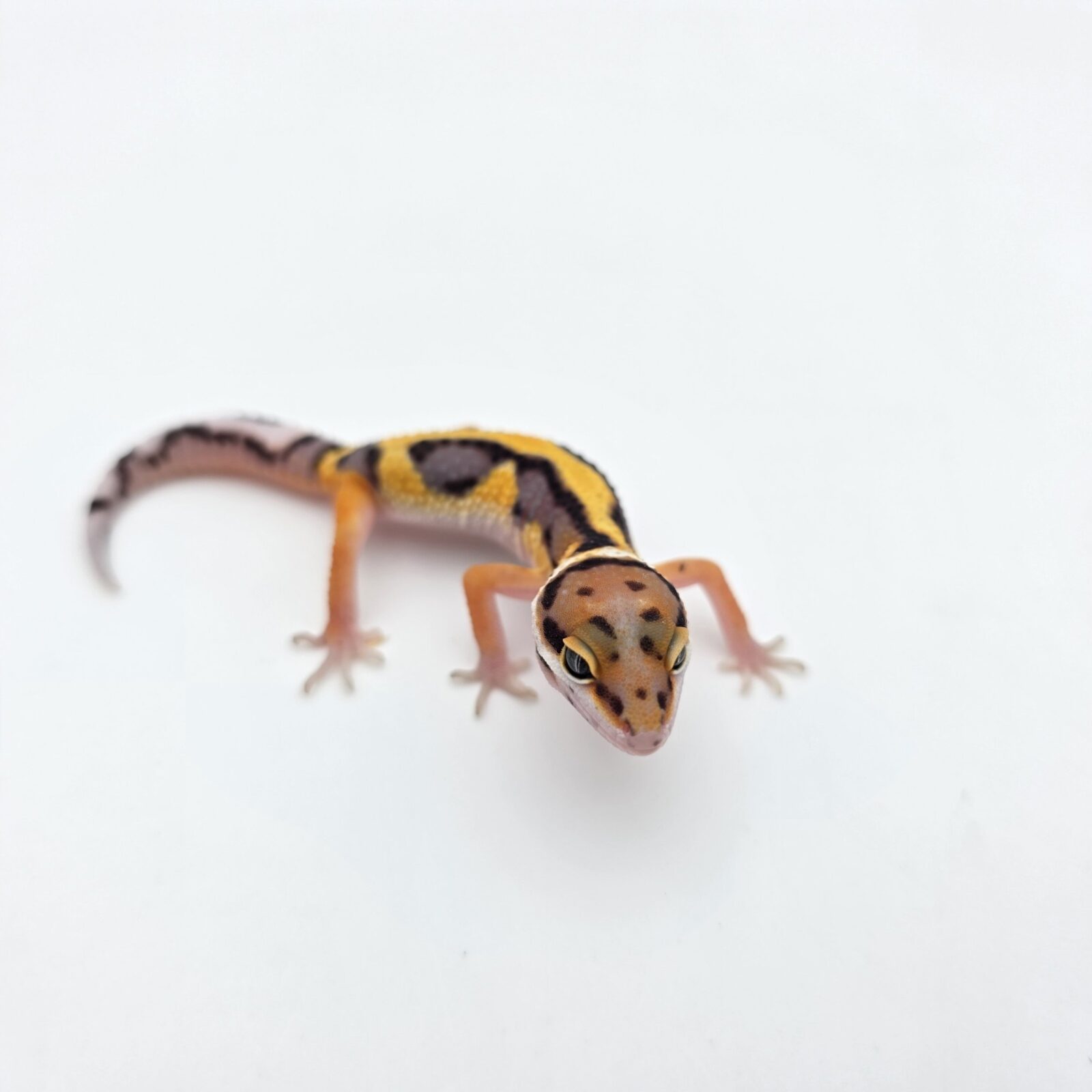 Eublepharis macularius "Bandit bold stripe tangerine 66% het.tremper" Présumé mâle 2026 Nom/référence : TOPON