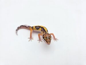 Eublepharis macularius "Bandit bold stripe tangerine 66% het.tremper" Présumé mâle 2026 Nom/référence : TOPON