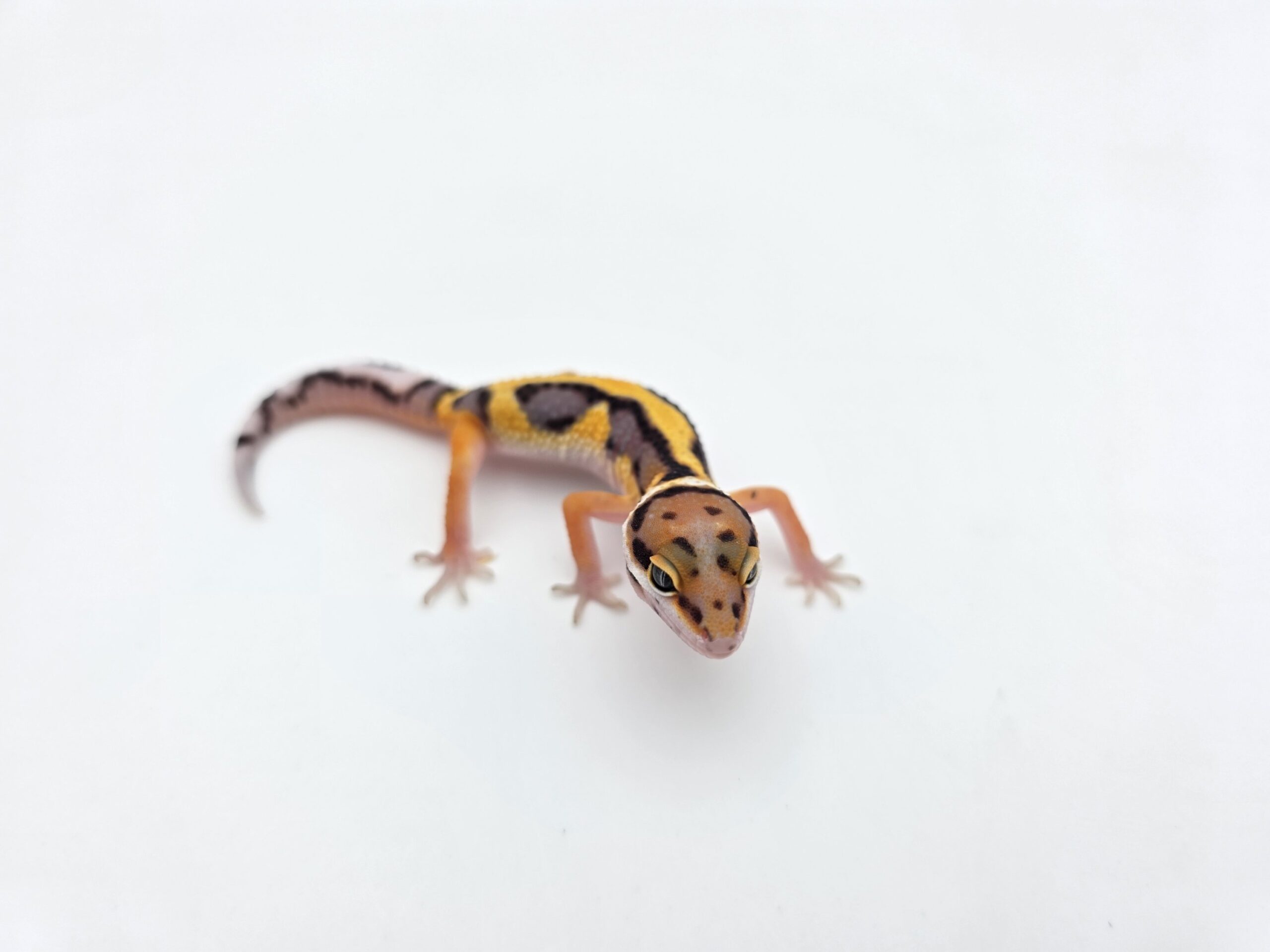 Eublepharis macularius "Bandit bold stripe tangerine 66% het.tremper" Présumé mâle 2026 Nom/référence : TOPON