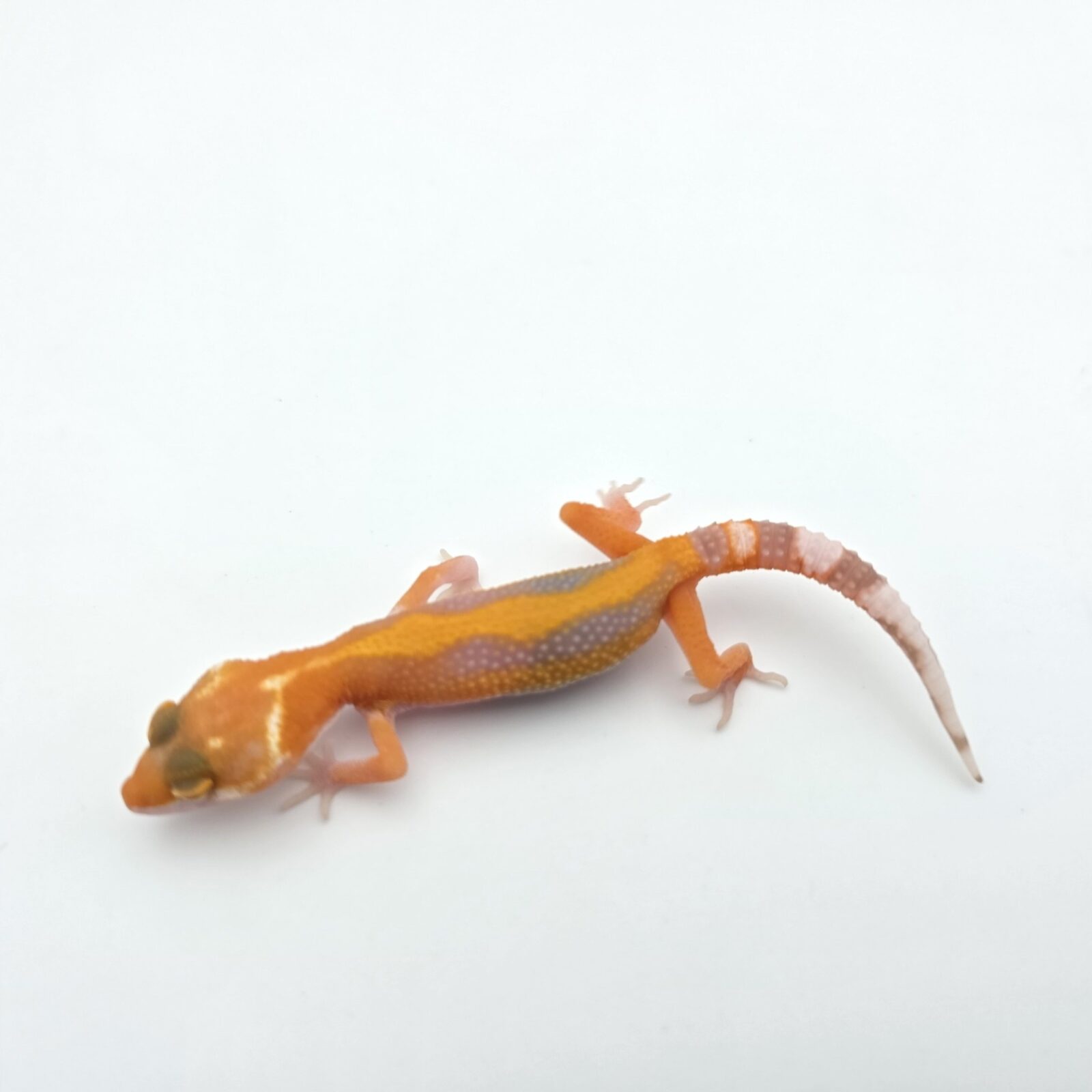 Eublepharis macularius "Hybino electric/mandarin tangerine bold stripe jungle (bell)" Présumé femelle 2026 Nom/référence : MOLBI